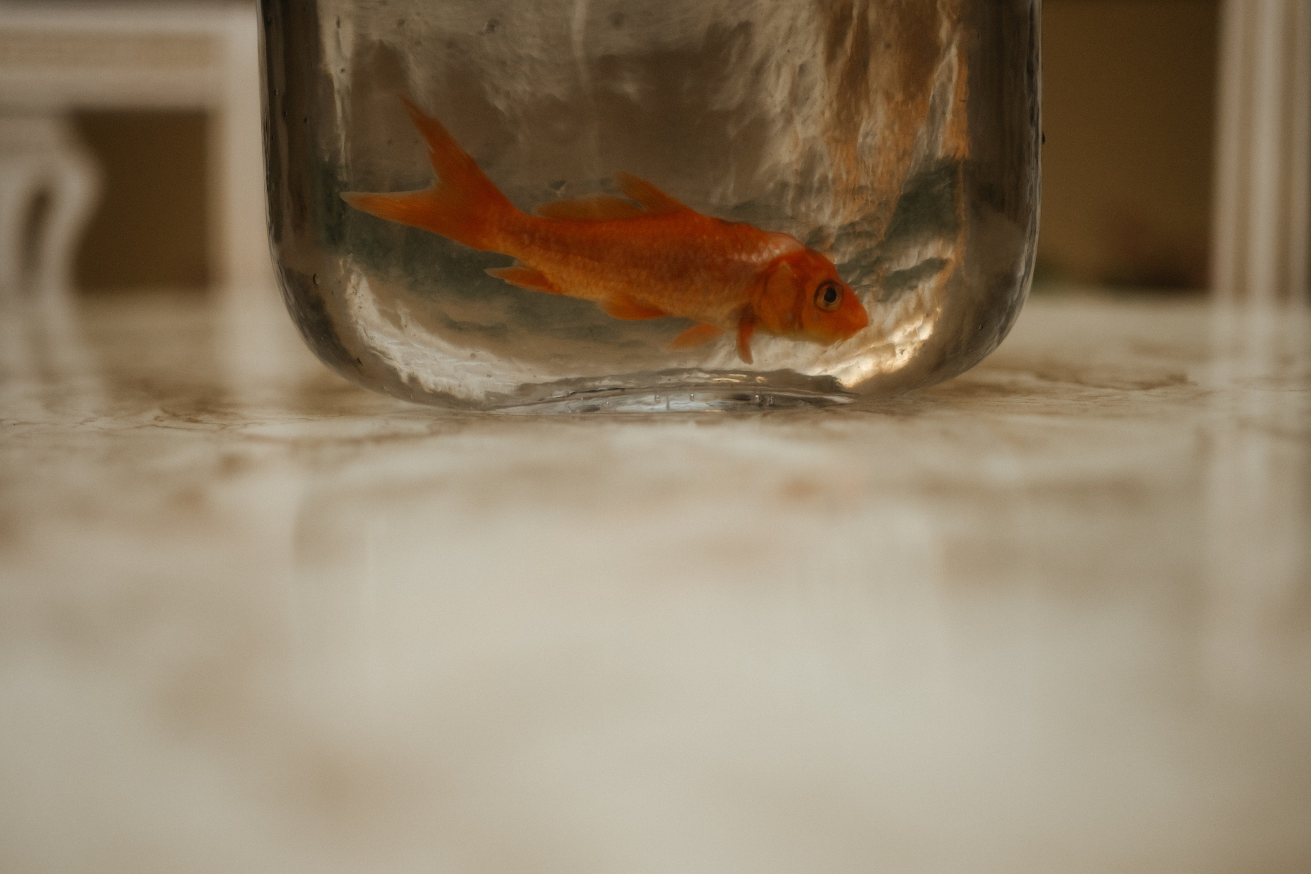 ДОРОЖЕ ЗОЛОТА. Свадебный и семейный фотограф и видеограф, Крым, Москва, Санкт -Петербург