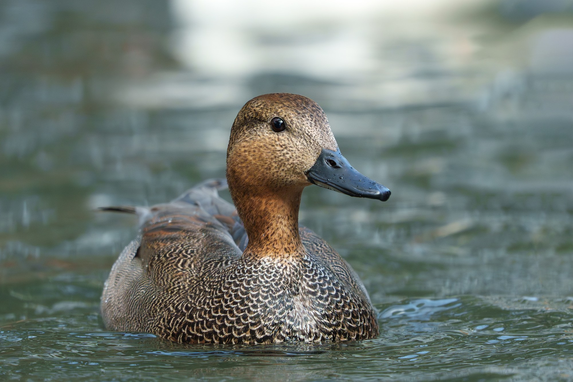 Удивительные мир птиц. Вокруг нас столько прекрасного — присмотритесь!. Ваш личный фотограф Марина Волкова