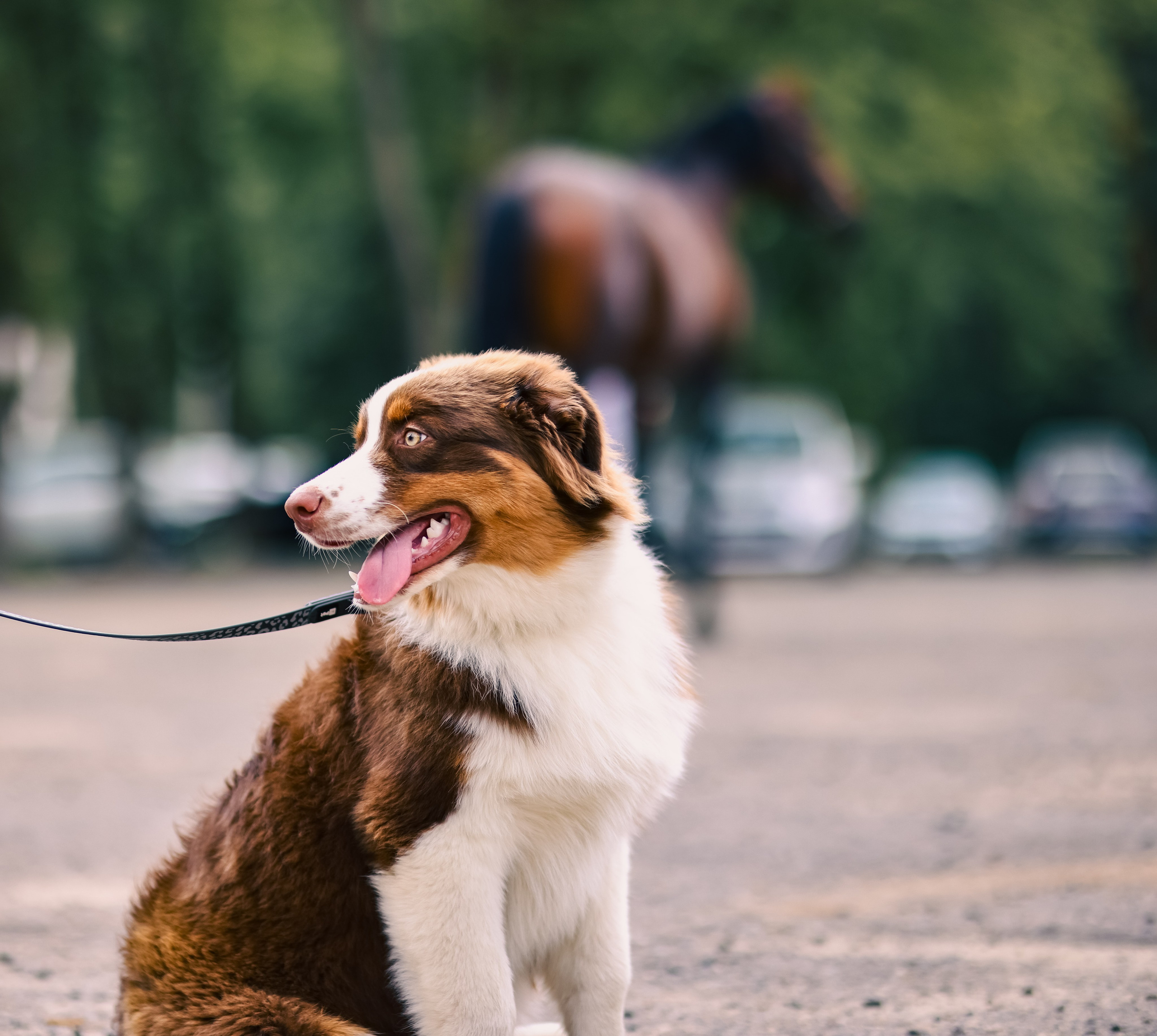 Аусси 3. Фотограф репортажей и стритфотосессий в Москве Людмила Смирнова