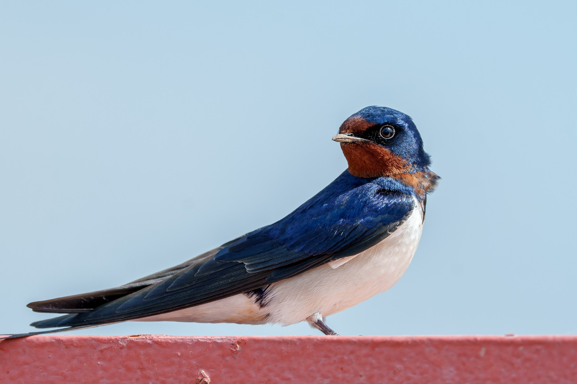 Удивительные мир птиц. Вокруг нас столько прекрасного — присмотритесь!. Ваш личный фотограф Марина Волкова