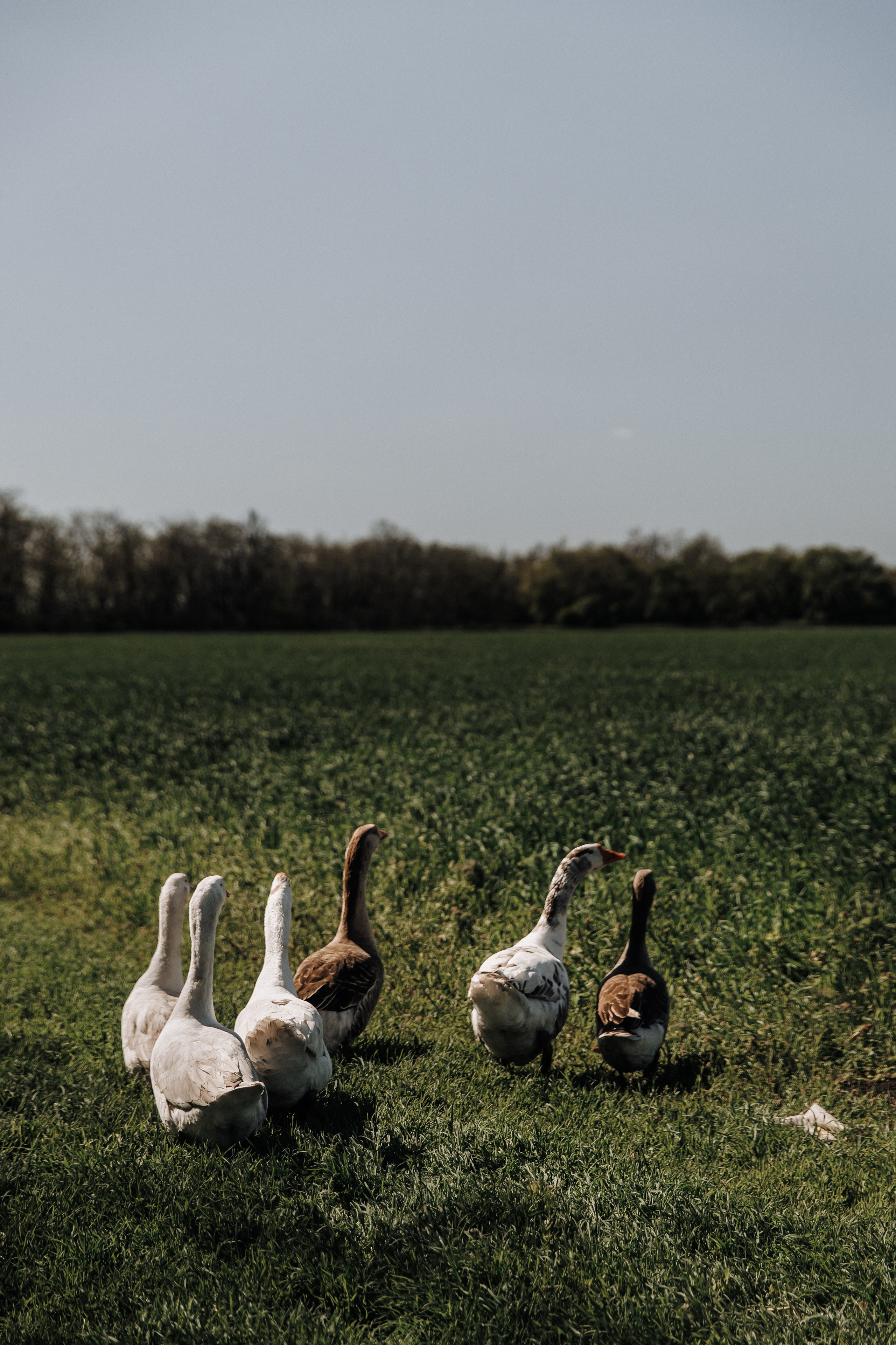 Катя. Свадебный фотограф и видеограф Когай Дмитрий и Юлия