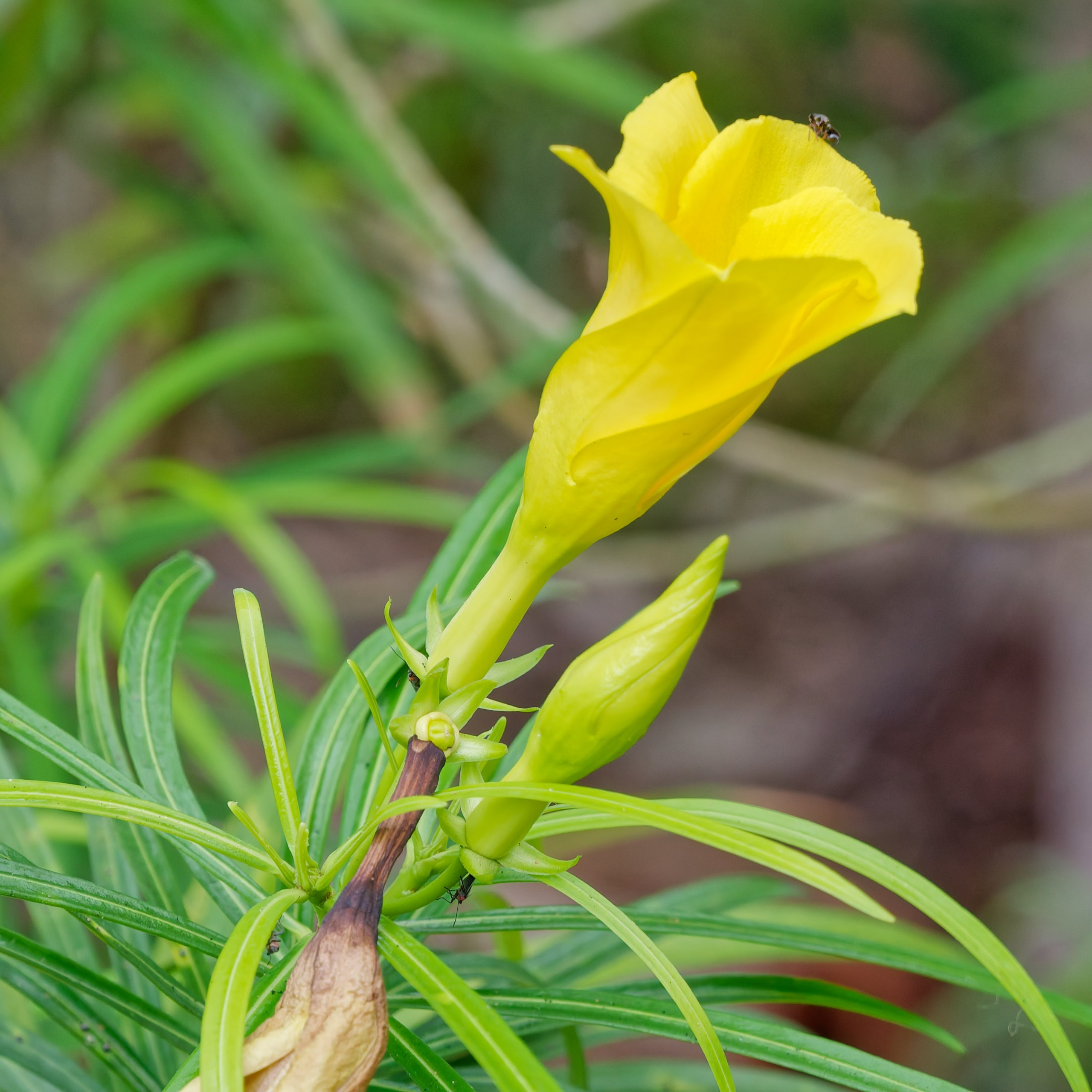 Хайнань 2026, флора, цветы и деревья. Фотопрогулки по Миру