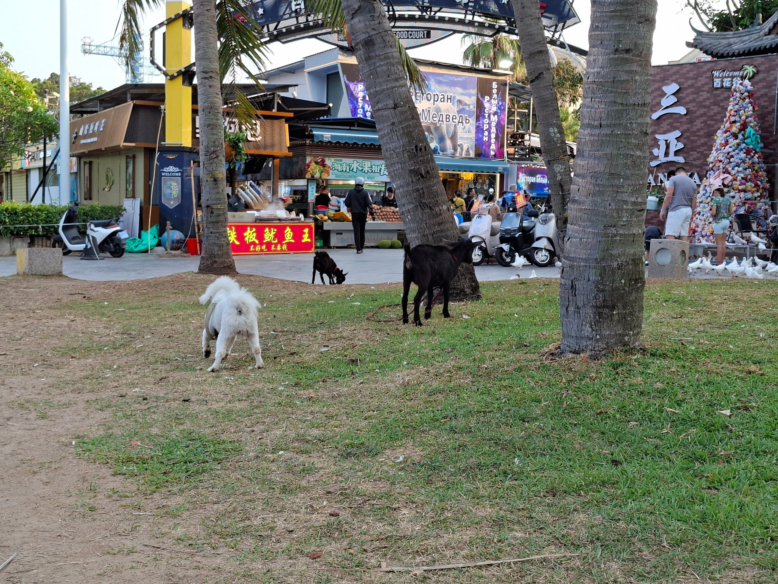 Хайнань 2026, прочая фауна, насекомые. Фотопрогулки по Миру