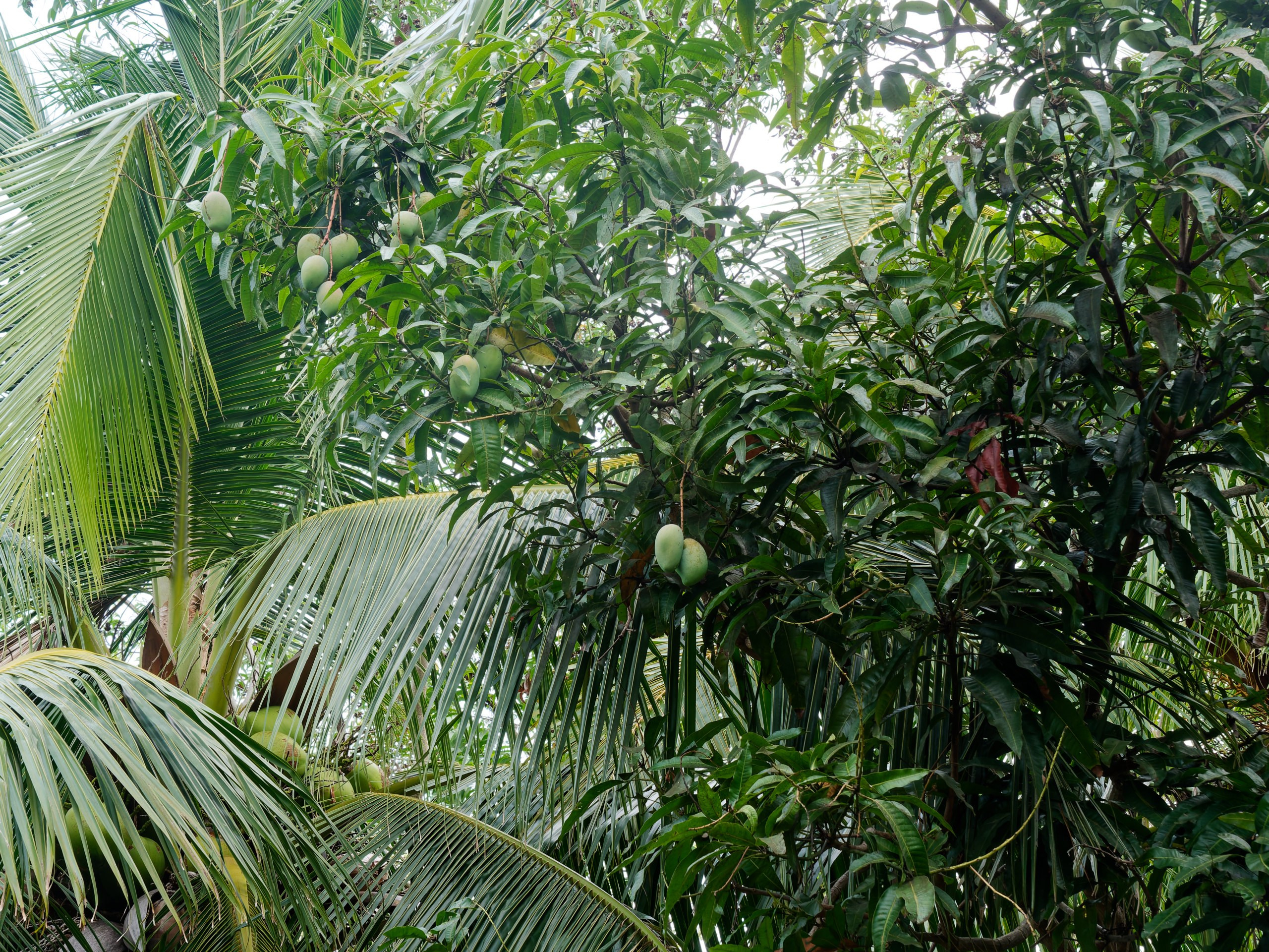 Хайнань 2026, флора, цветы и деревья. Фотопрогулки по Миру