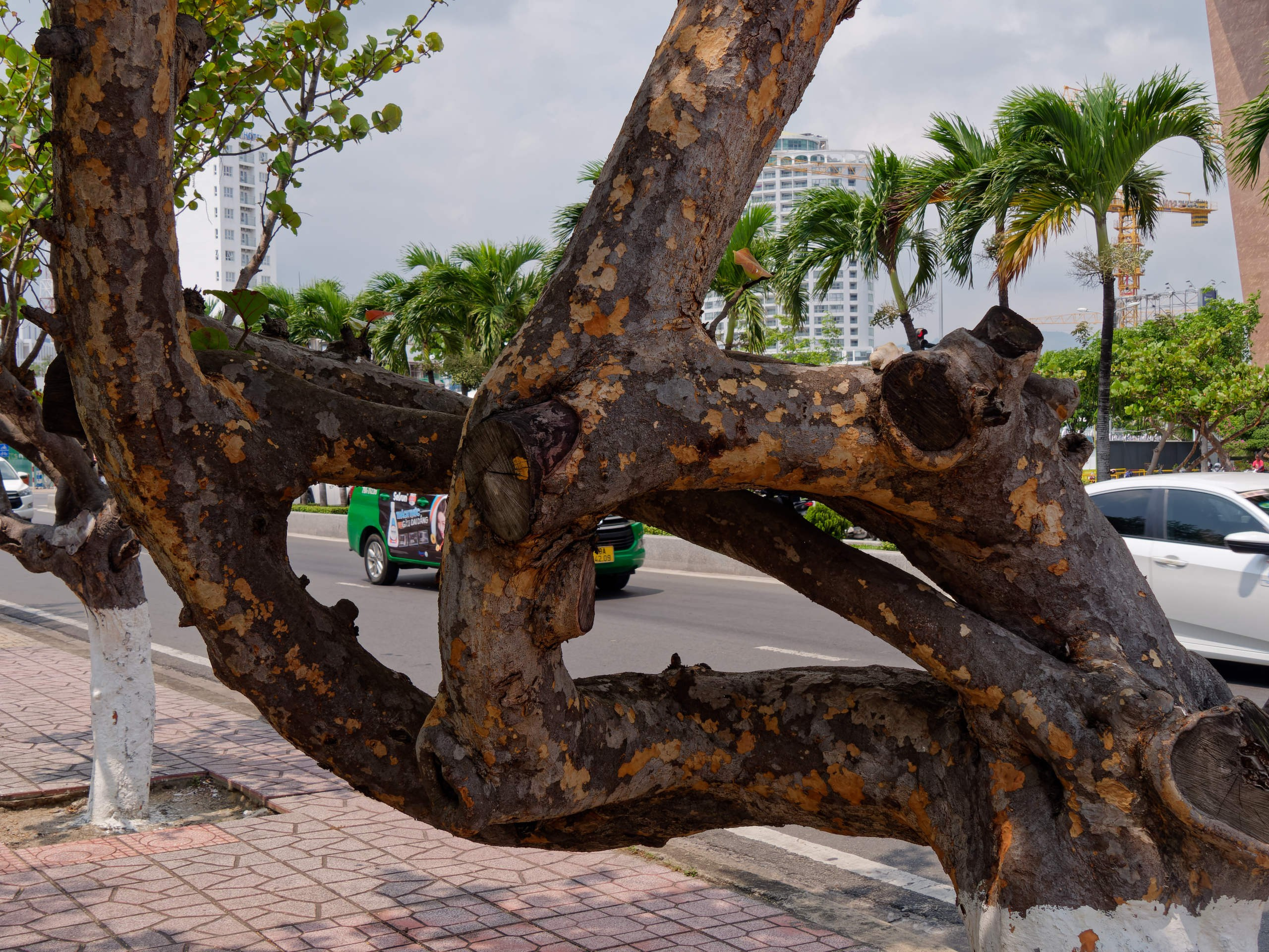 Нячанг 2025 (7). Избранные фотографии