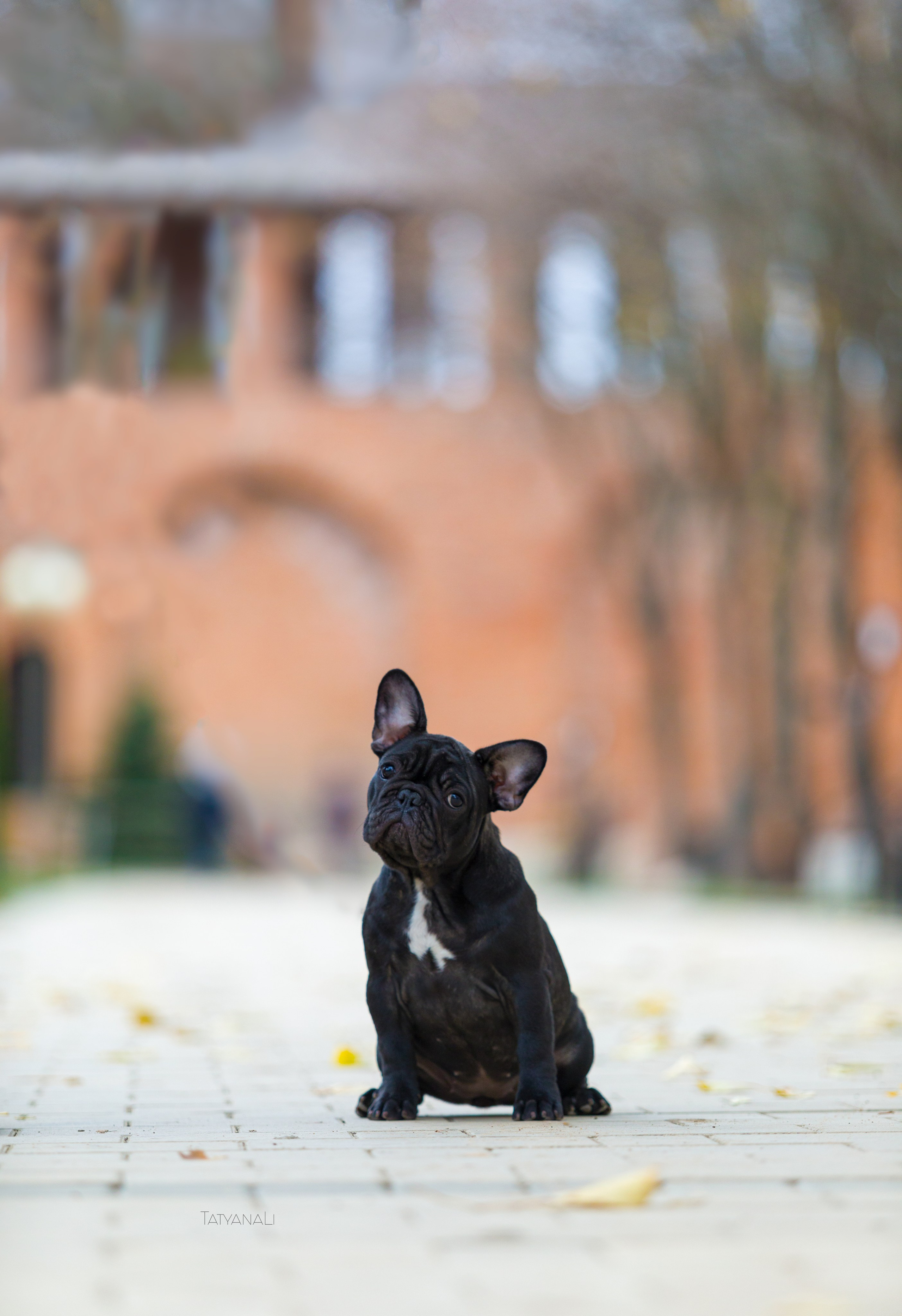 Французкий бульдог. Фотограф — анималист Татьяна Ли