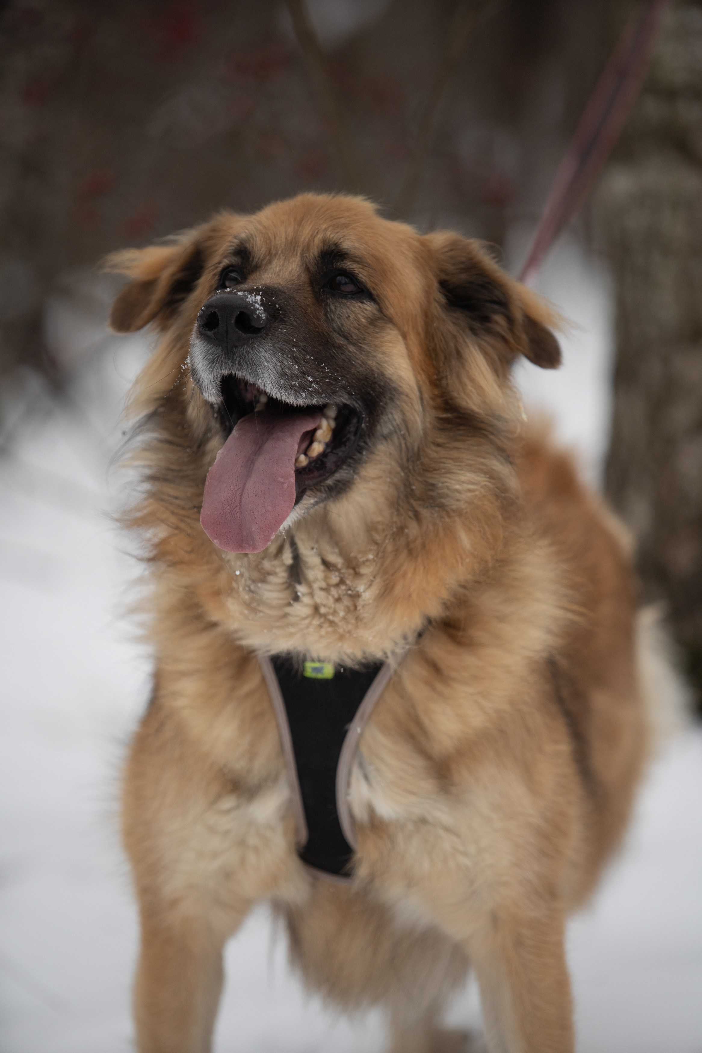Анималистика. Фотограф в Москве — Георгий Чернышов