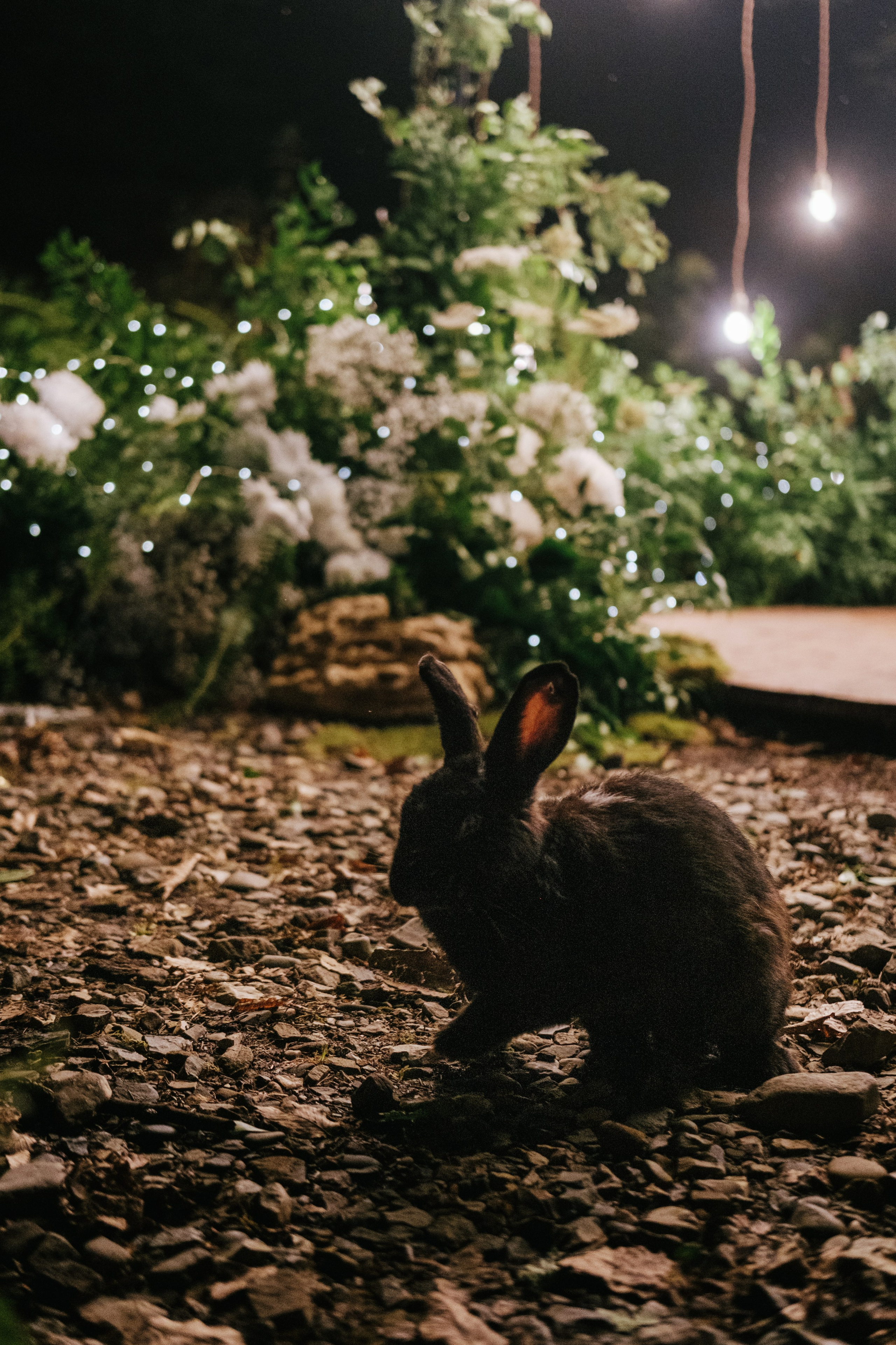 Кот и Дракон. Свадебный Видеограф Фотограф в Сочи
