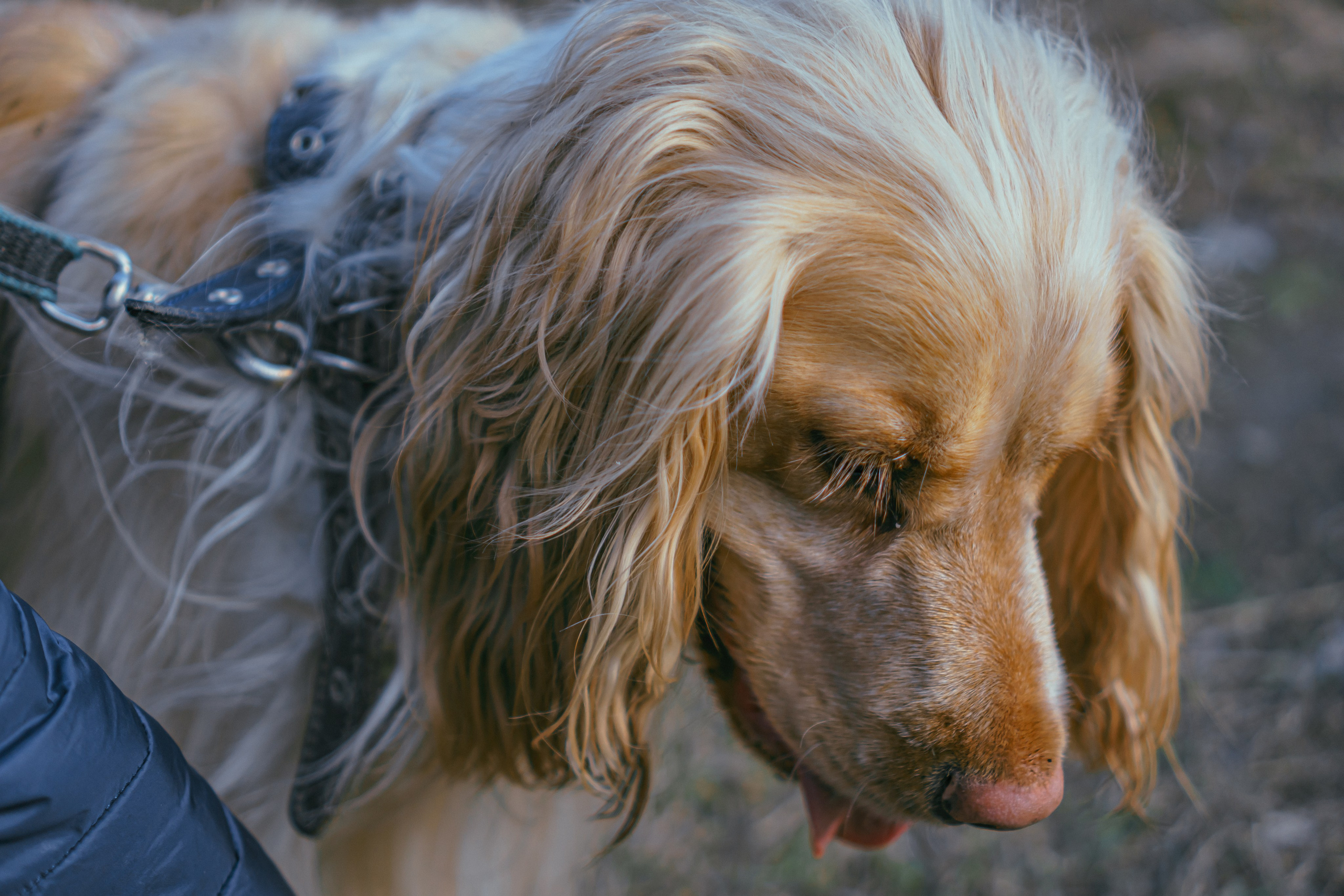 Лютик. Фотограф в Кстово и Нижнем Новгороде KOLOSOK