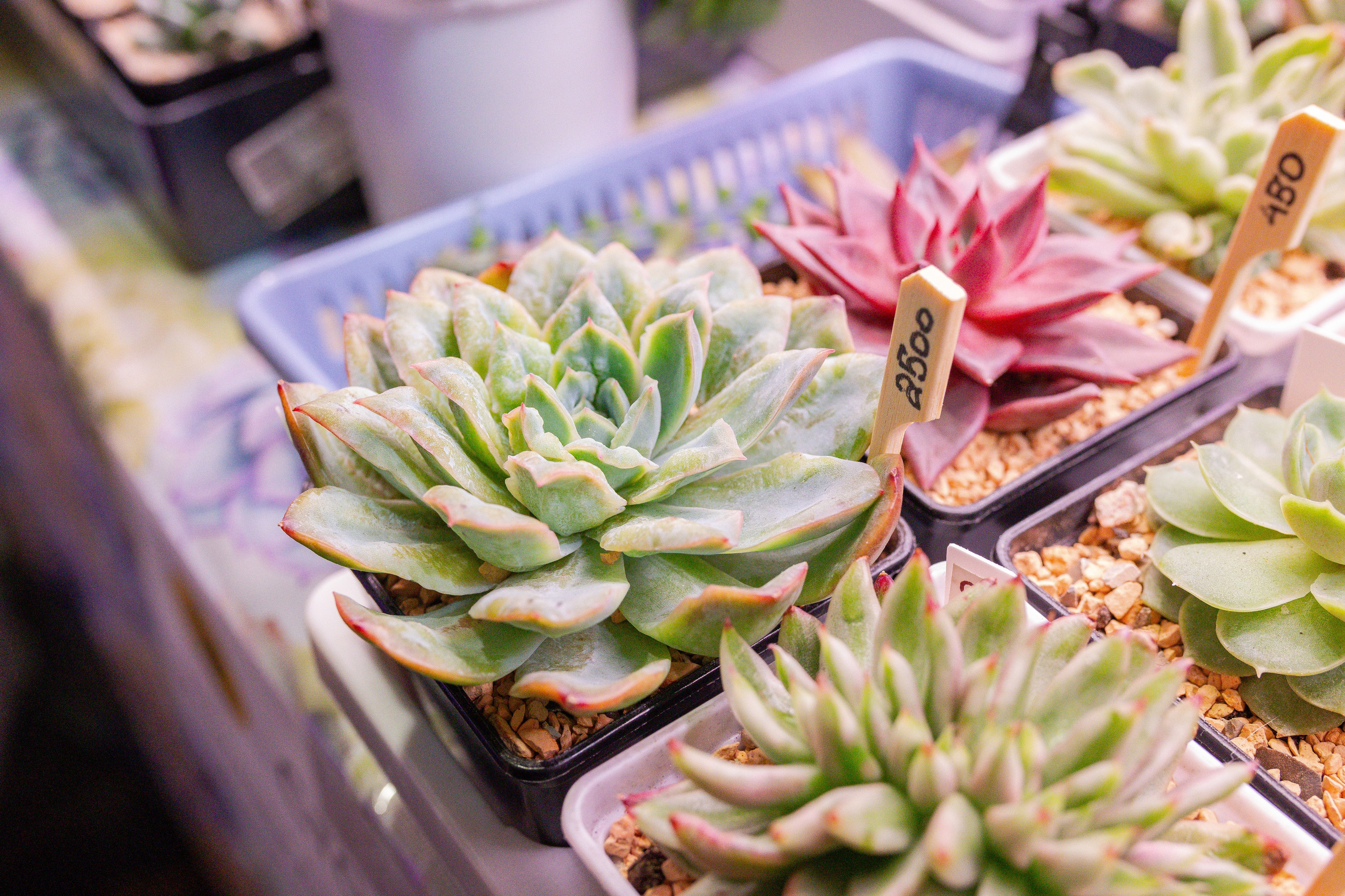 Кактус Фест. Александра Куликова фотограф, Москва