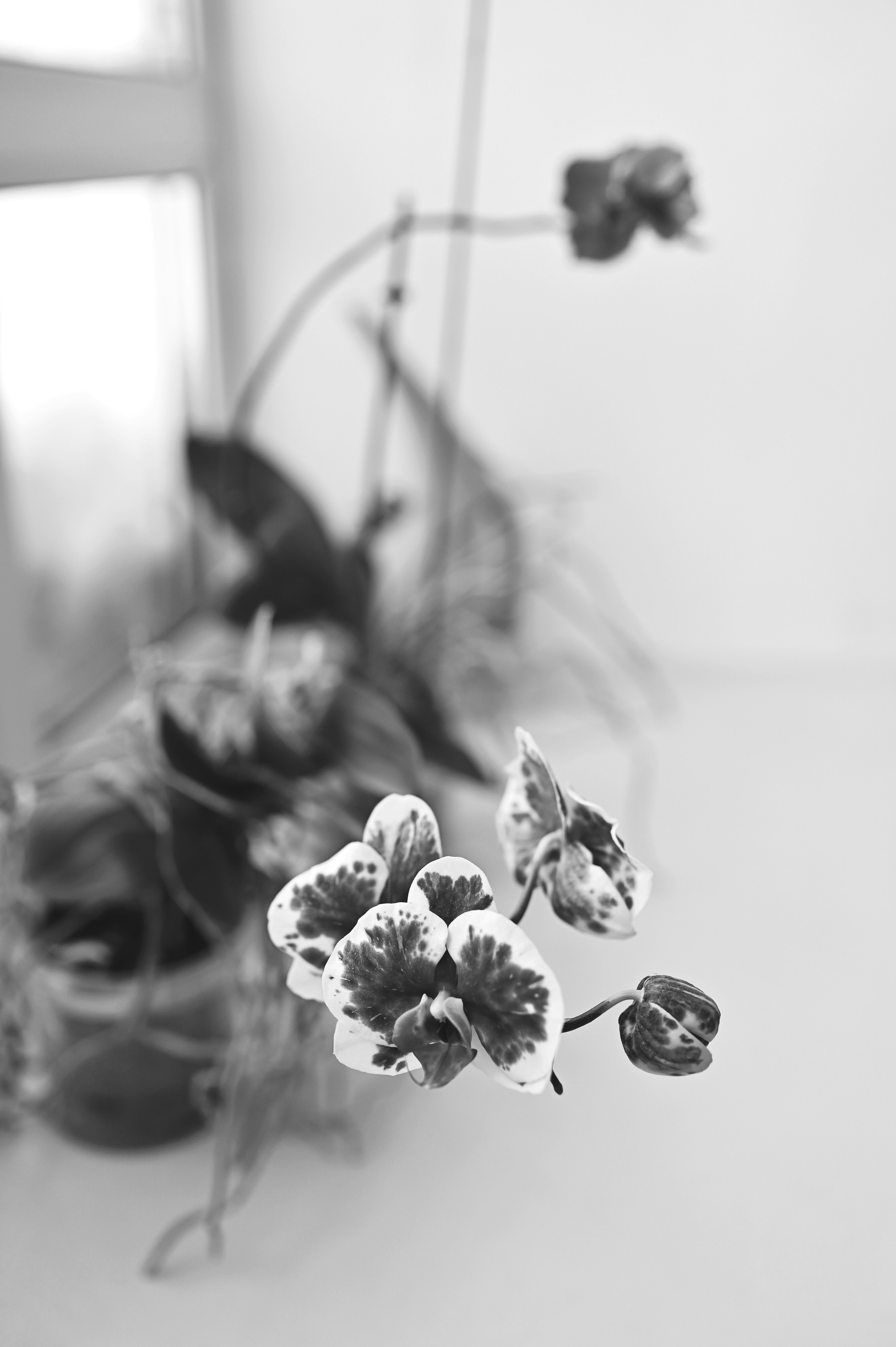 Контентная фотосессия. Предметная съемка. НЬЮБОРН ФОТОСЕССИИ, БЕРЕМЕННОСТЬ, ПОРТРЕТНЫЕ СЕМЕЙНЫЕ ФОТОСЕССИИ  Ногинск Москва ОЛЬГА ВОГЕЛЬ