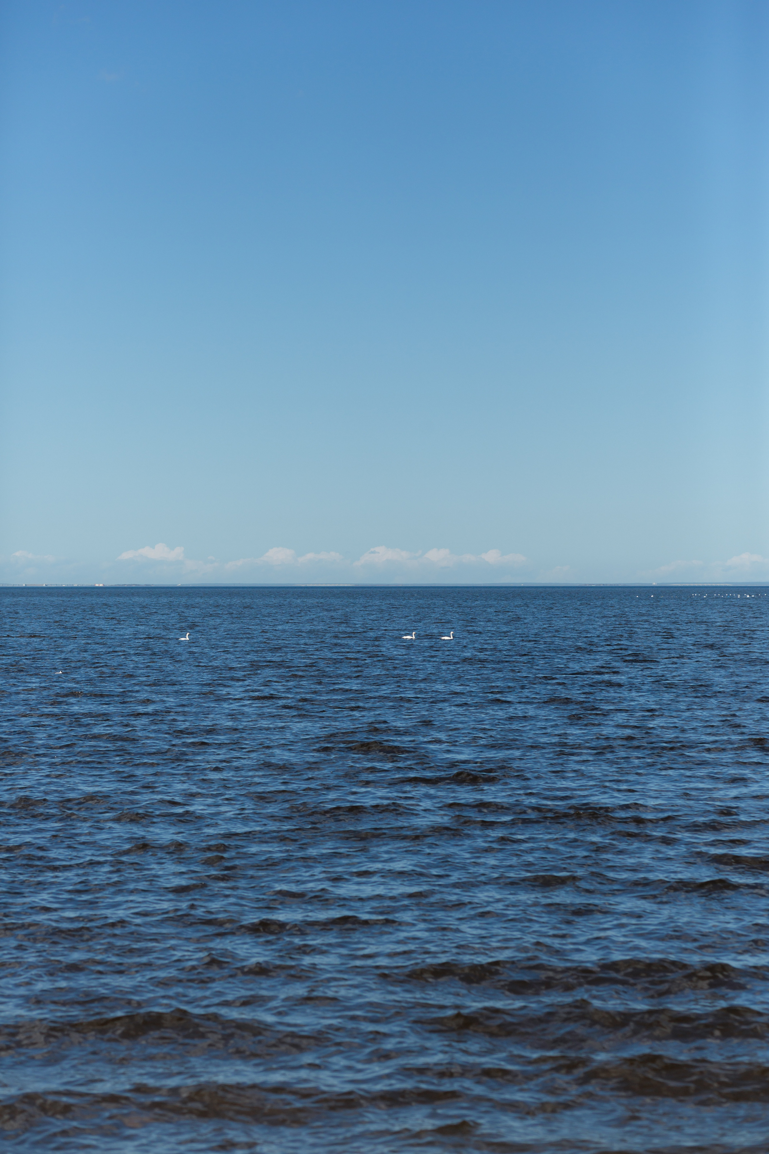 Даша Дима. Прогулка в Петергофе. Свадебный фотограф в Санкт — Петербурге и Ленинградской о