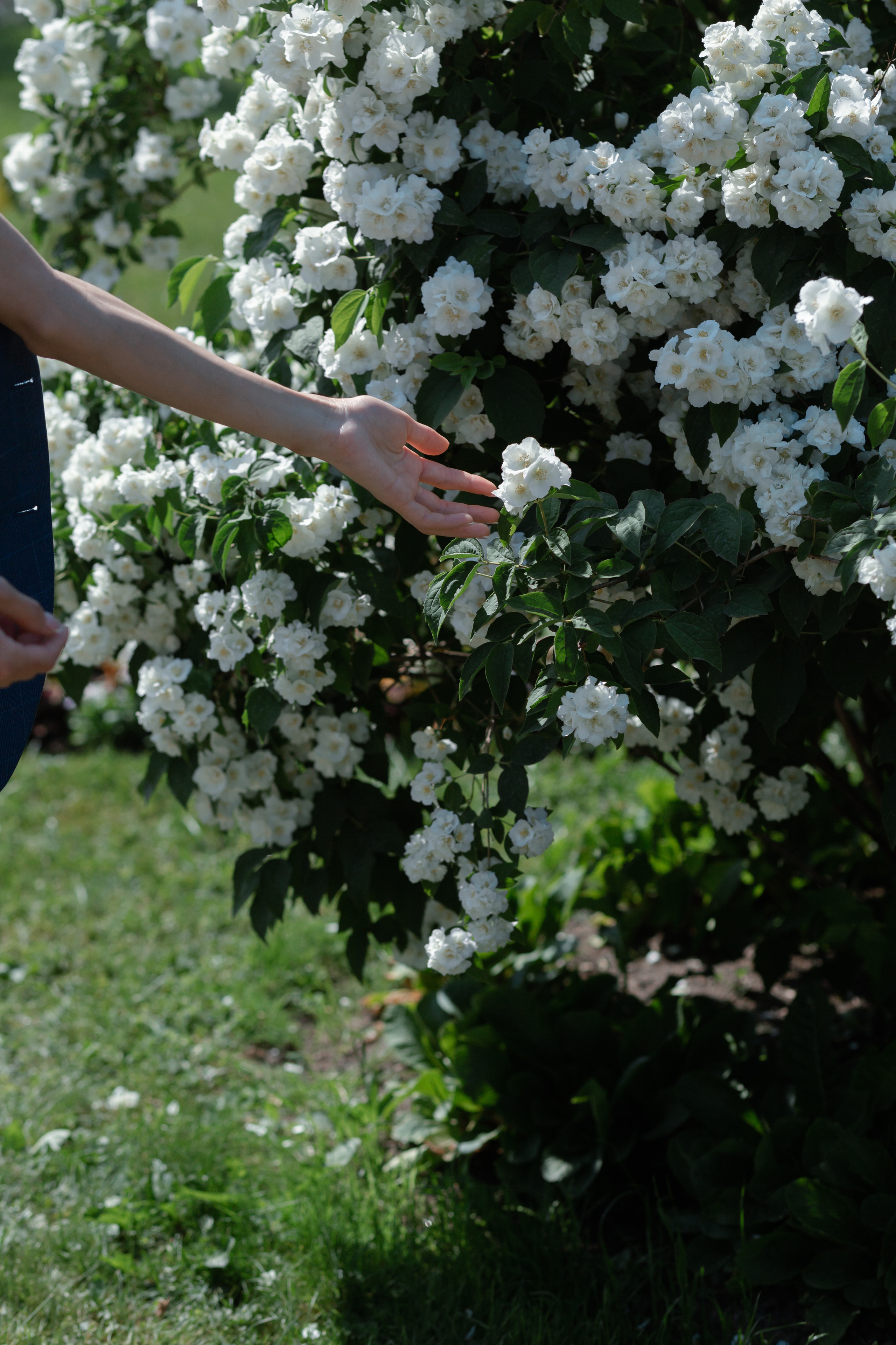 Виктория и Никита. Свадьба в Пушкине. Свадебный фотограф в Санкт — Петербурге и Ленинградской о