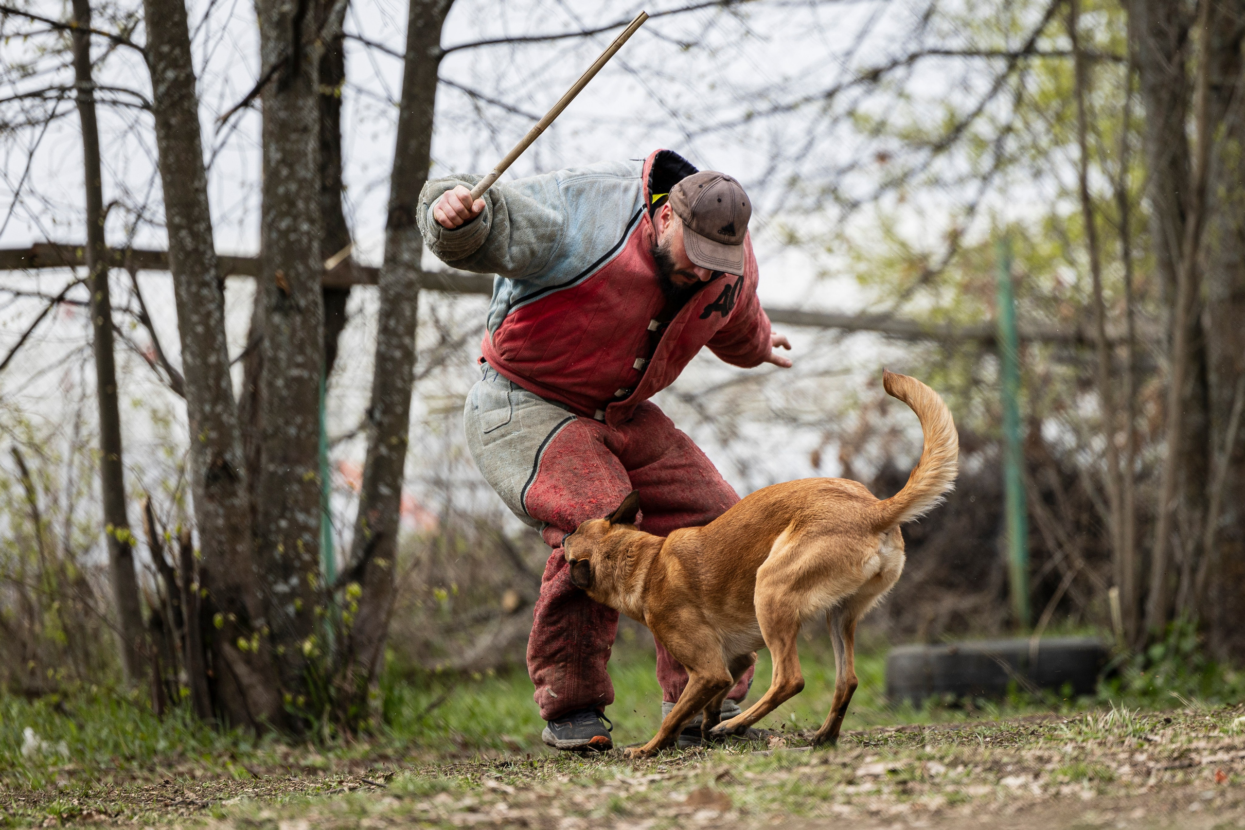 Квалификационные состязания по мондьорингу г. Вологда 11.05.24. Фотограф-анималист Анна Маринич