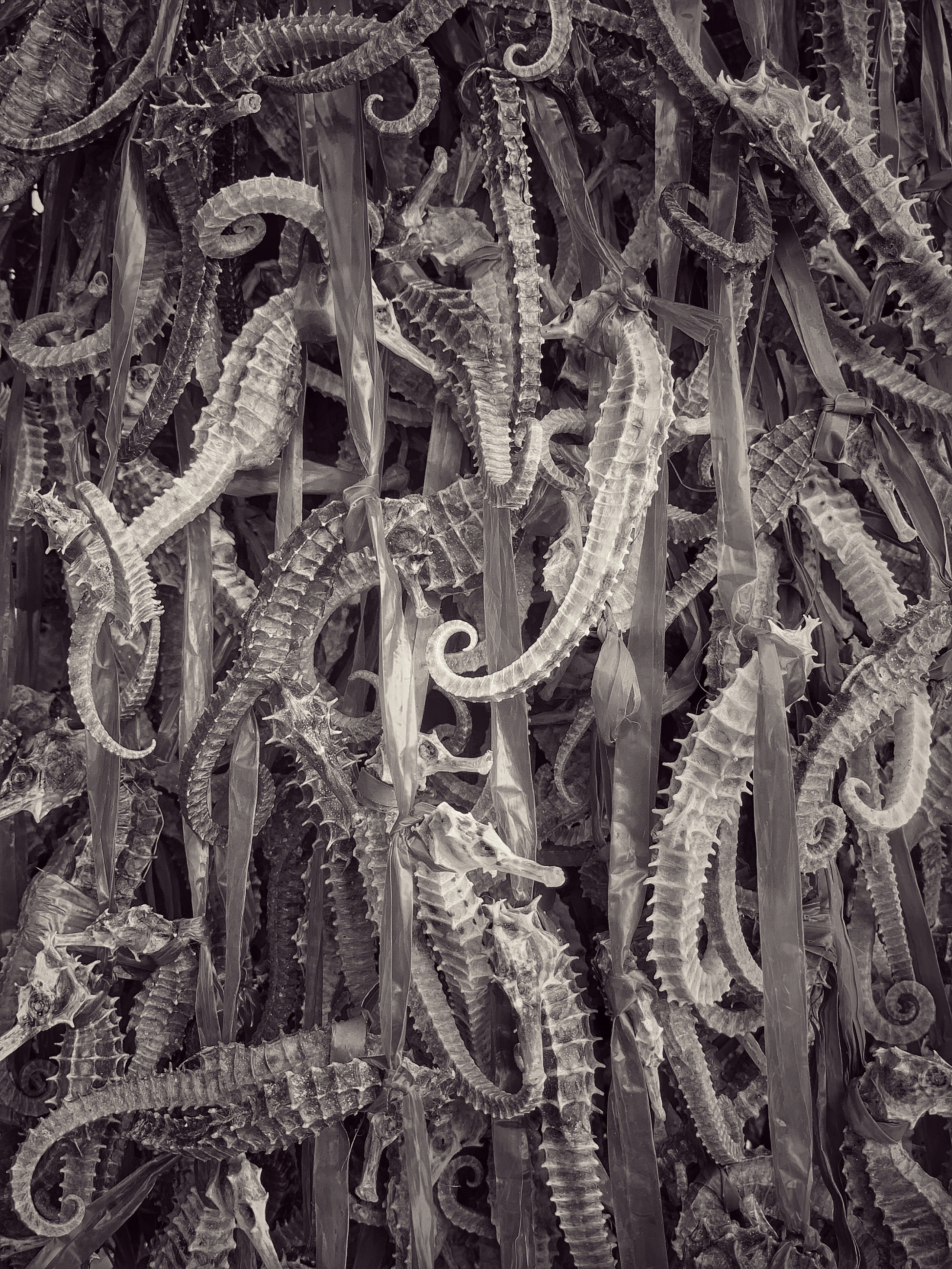 2019 год. Тащилин Сергей. Фотографии. Жизнь. Хобби