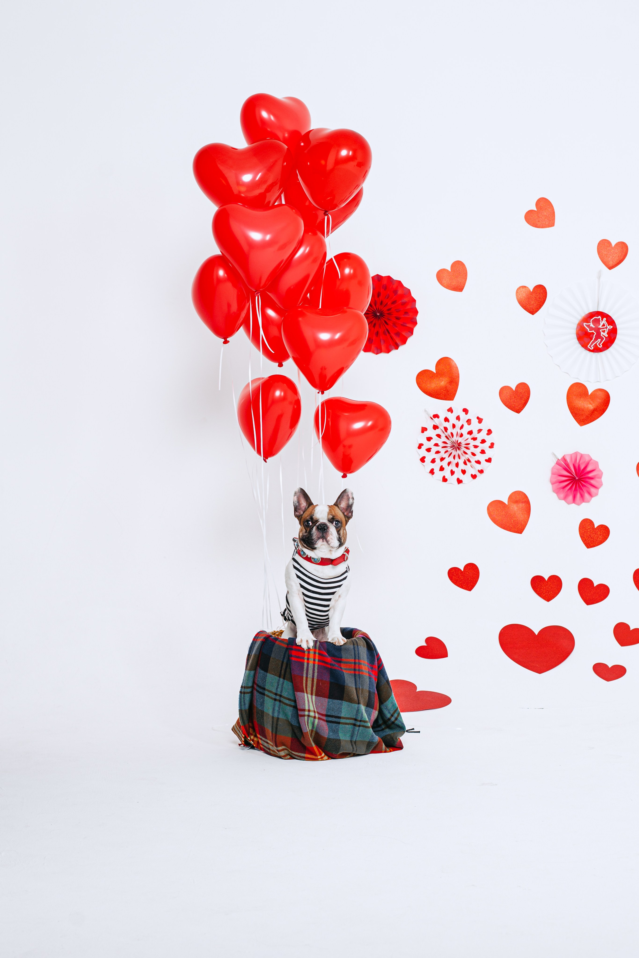 Пижамная вечеринка французских бульдогов и их хозяев. Фотограф-анималист Татьяна Степанова