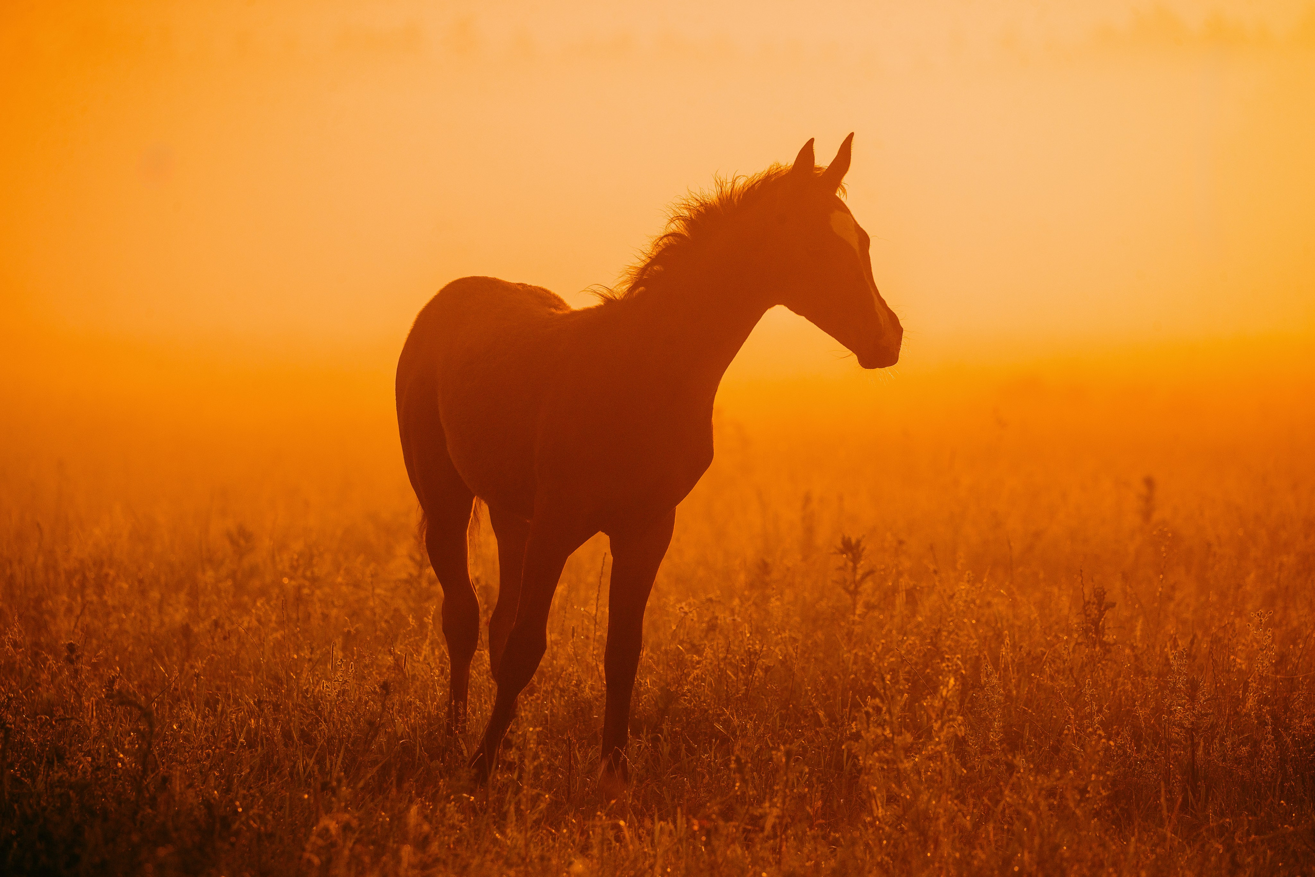 Рассвет. Фотограф-анималист Ксендзова Кристина