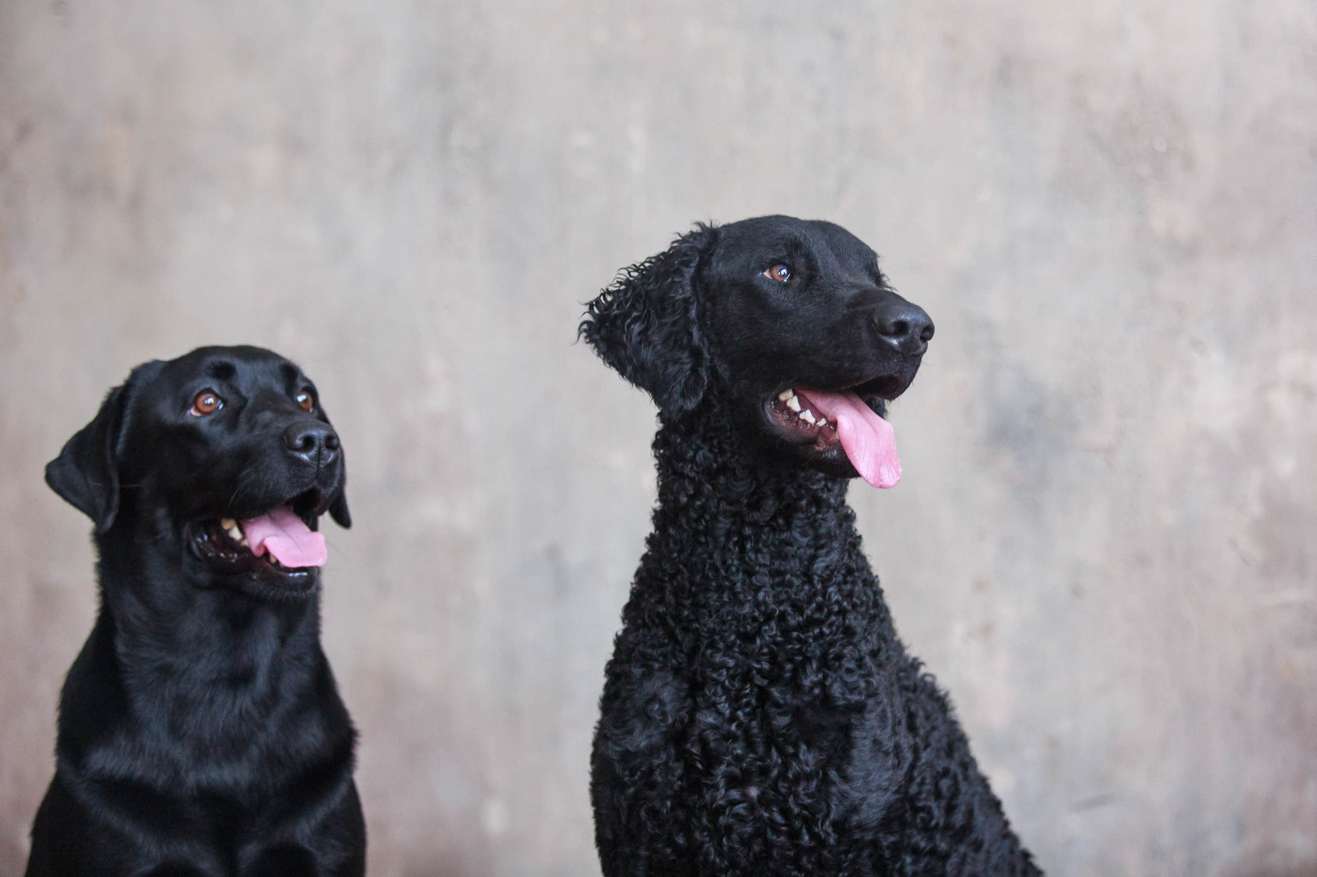 Лабрадор ретривер и курчавошерстный ретривер фотосессия на Новый год в фотостудии. Семейный и детский фотограф в Москве Мария Быкова