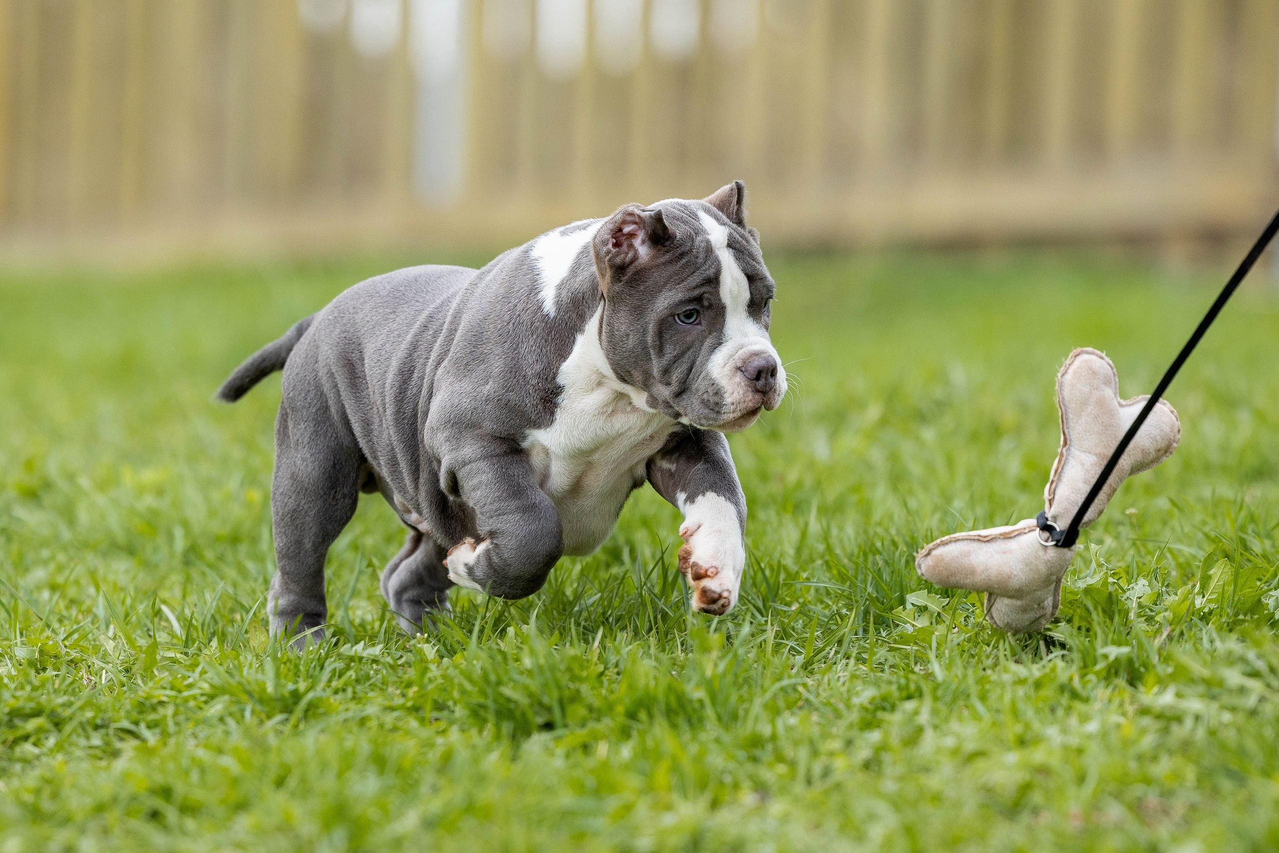Щенки булли. Фотограф Анималист в Перми Анастасия Остерман