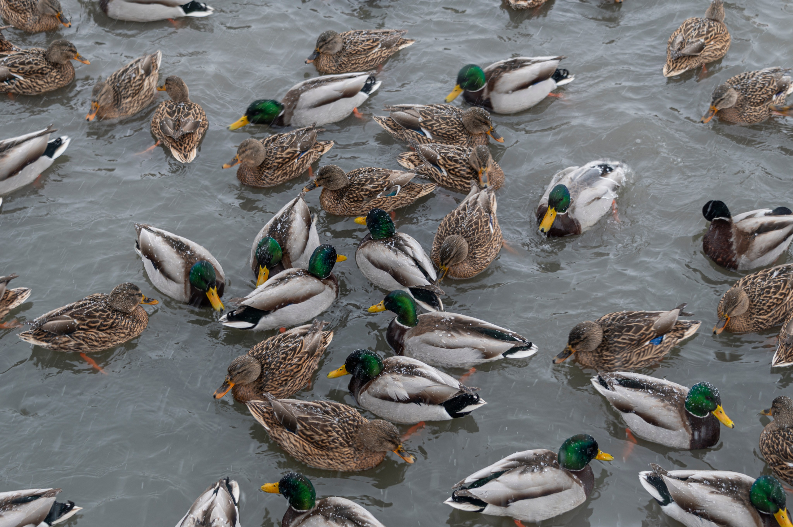 Саранск. Январь 2024. Фотограф Роман Адлер