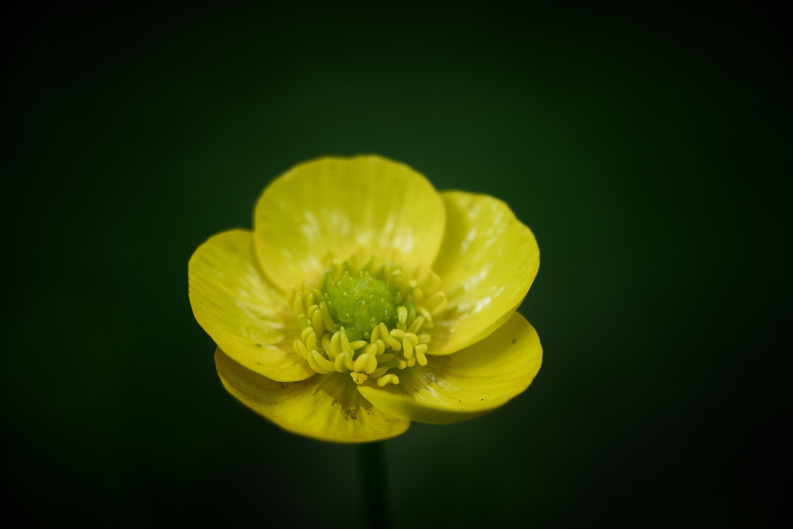 Фотографии весенних цветов. Фотограф Роман Адлер. Фотограф Роман Адлер