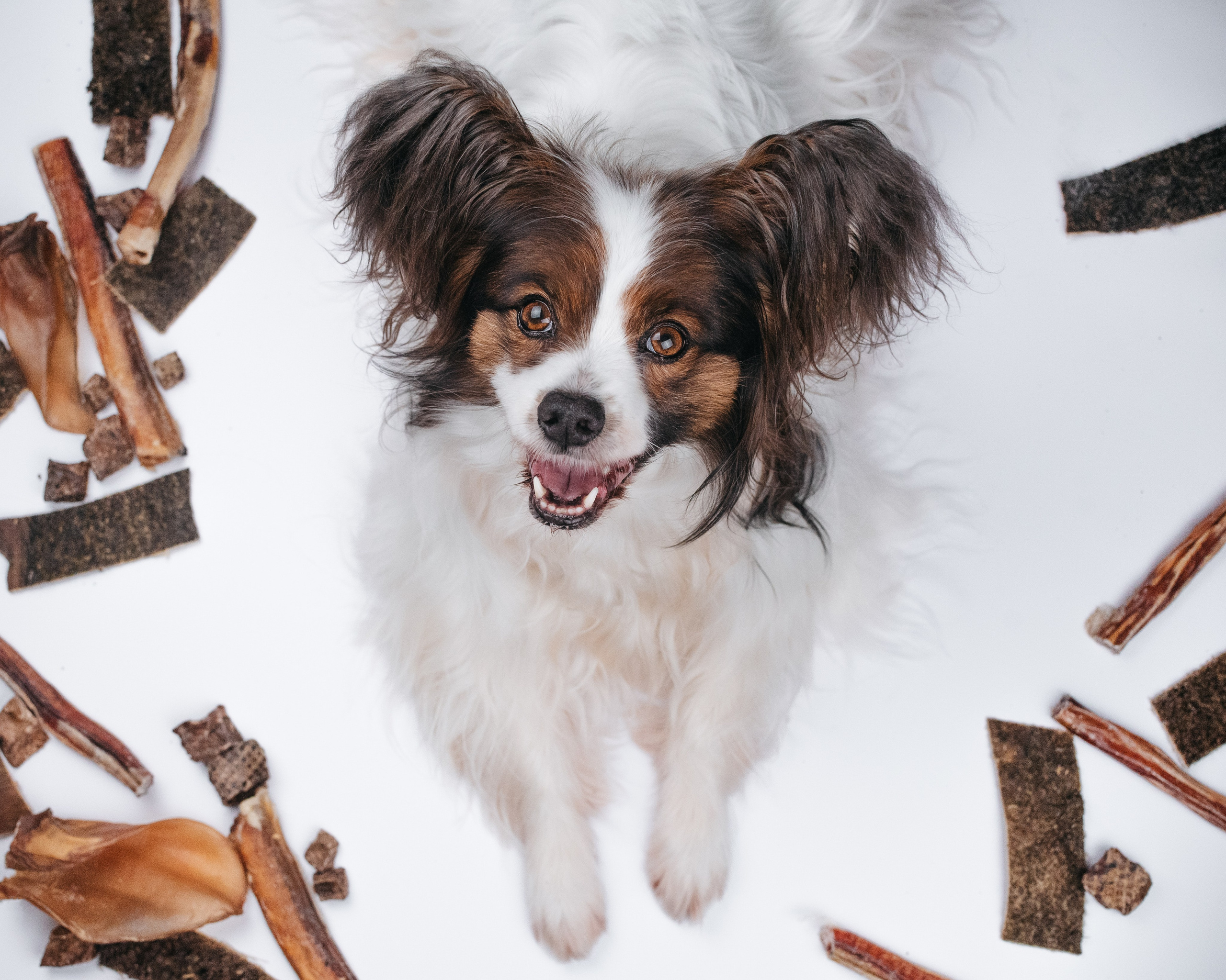 Dog Bone контент. Фотограф-анималист Валерия, Москва, Мытищи