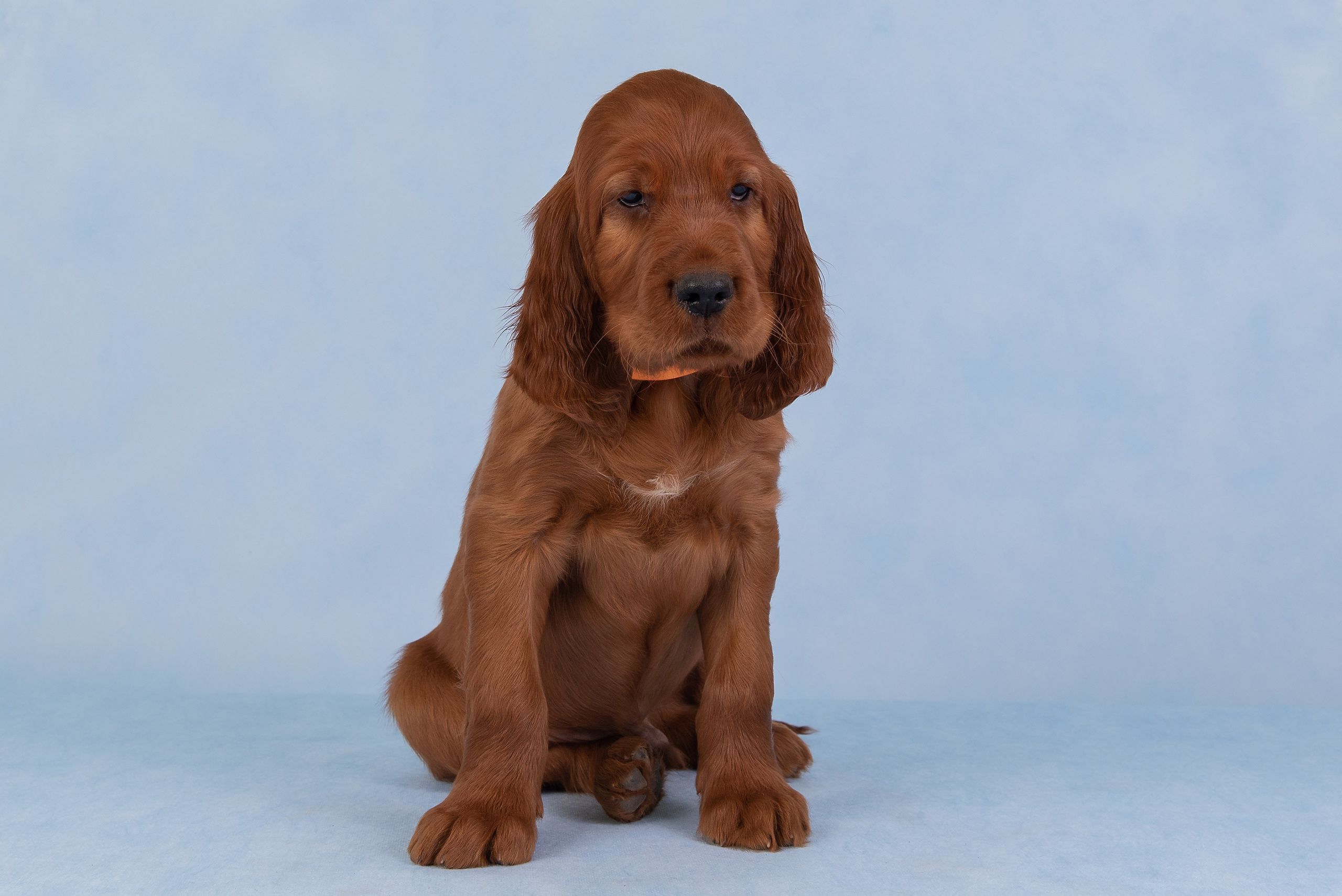 Щенки в домашней студии. Фотограф анималист в Казани Алина Сулейманова. Фотограф животных