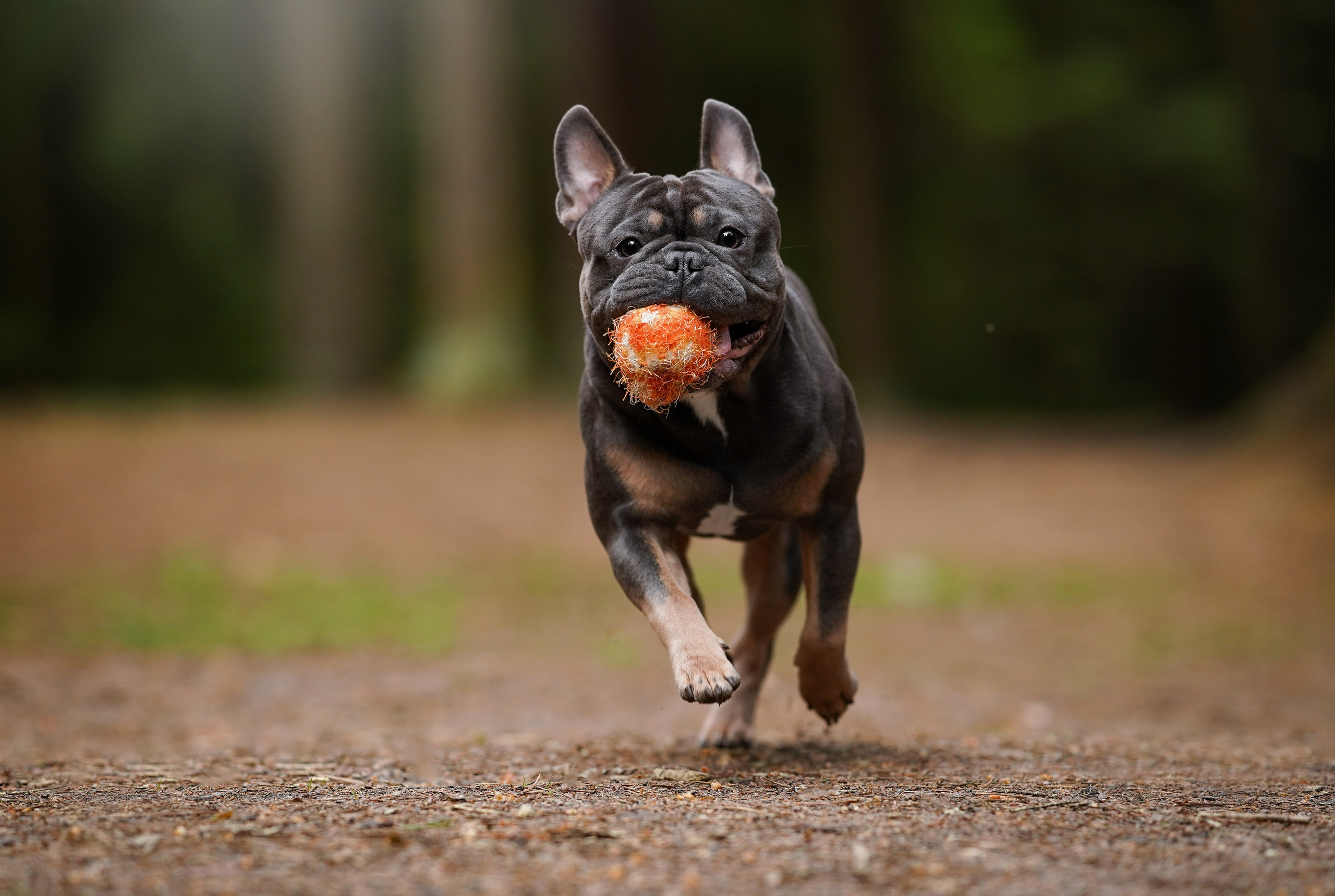 Юлия Петя и Моника. Фотограф-анималист в Санкт-Петербурге Яна Мартынова