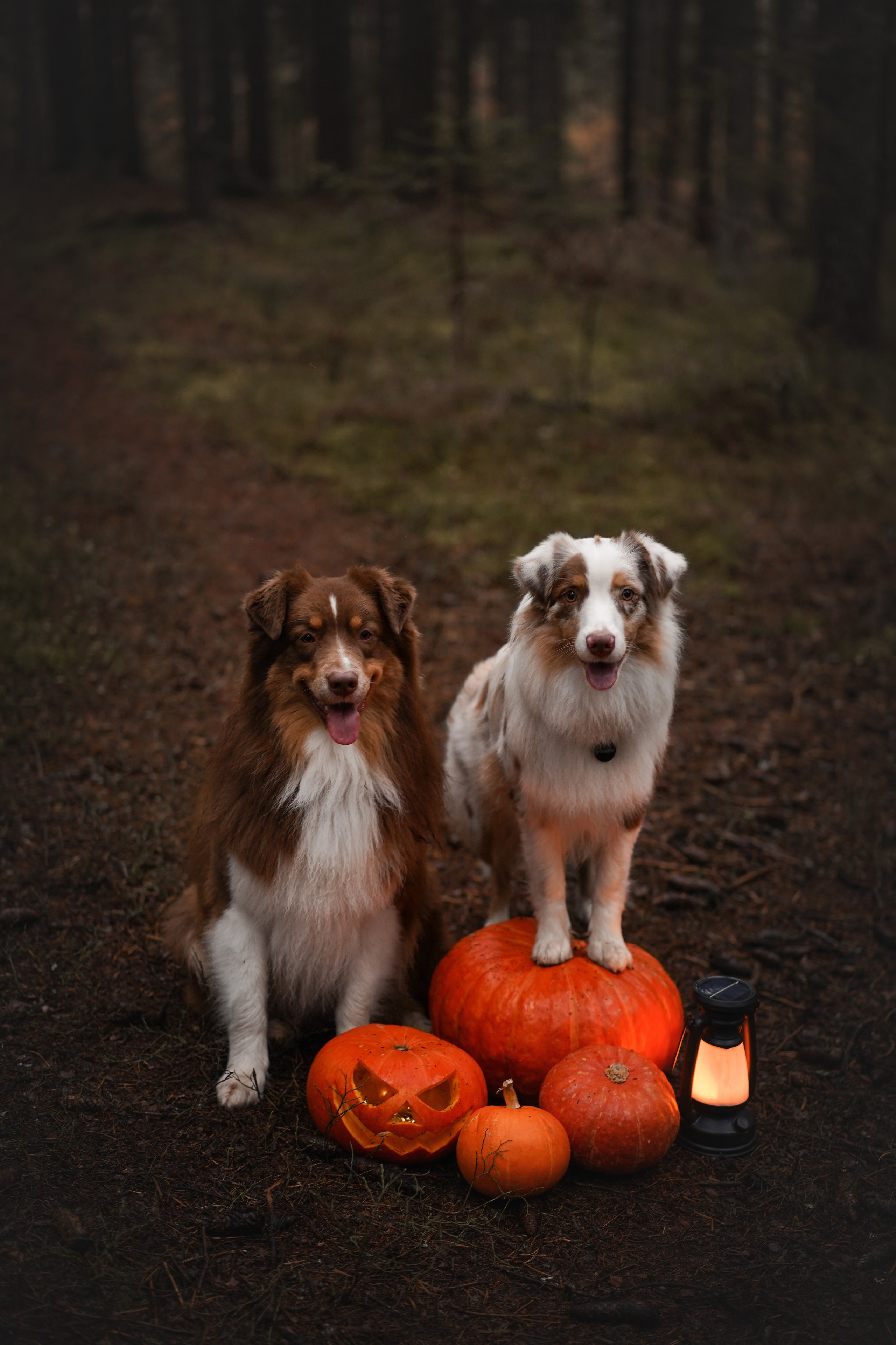 Аусси Хэллоуин 24. Фотограф-анималист в Санкт-Петербурге Яна Мартынова