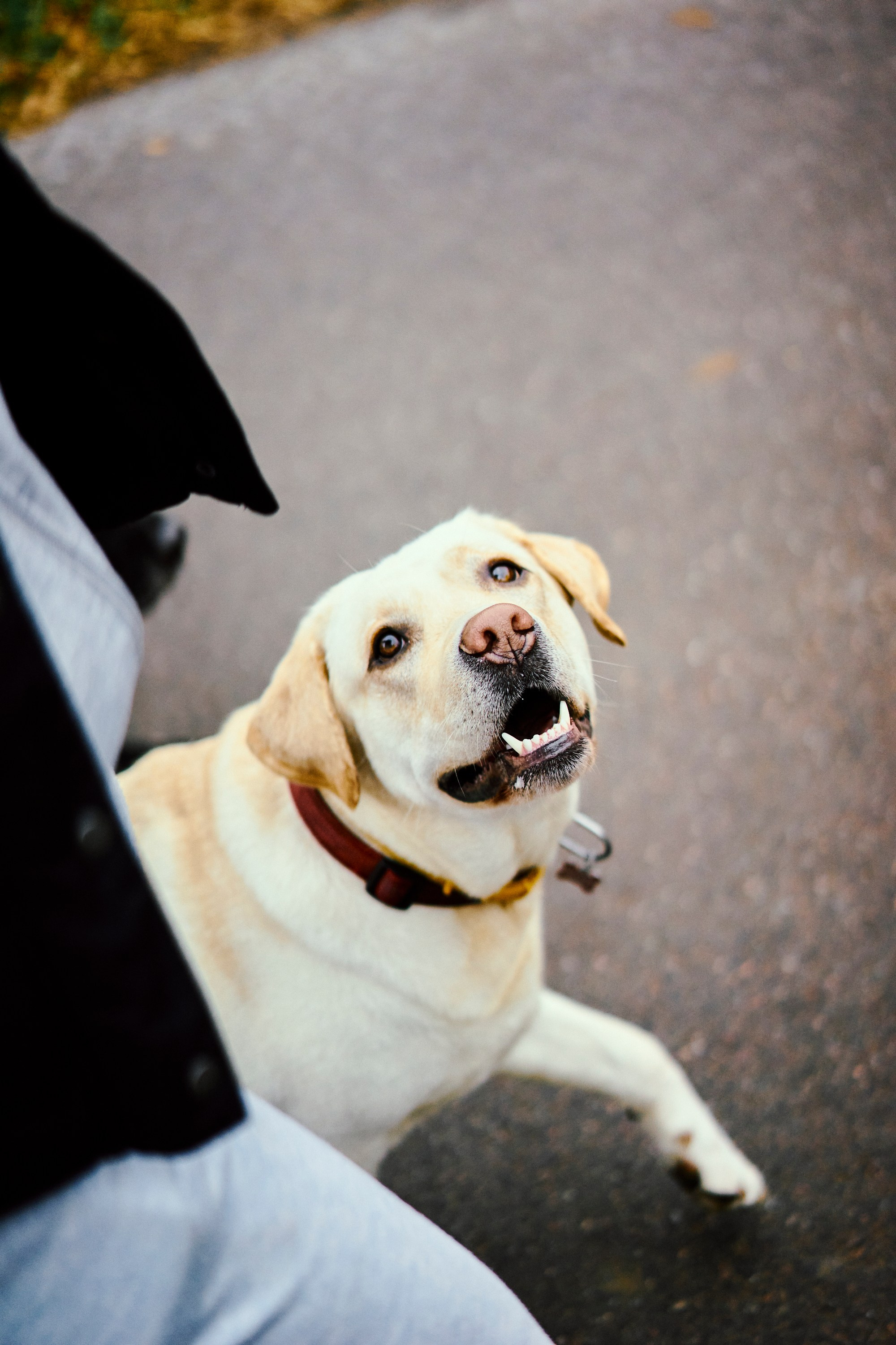 Bell and Black. Vutitsa