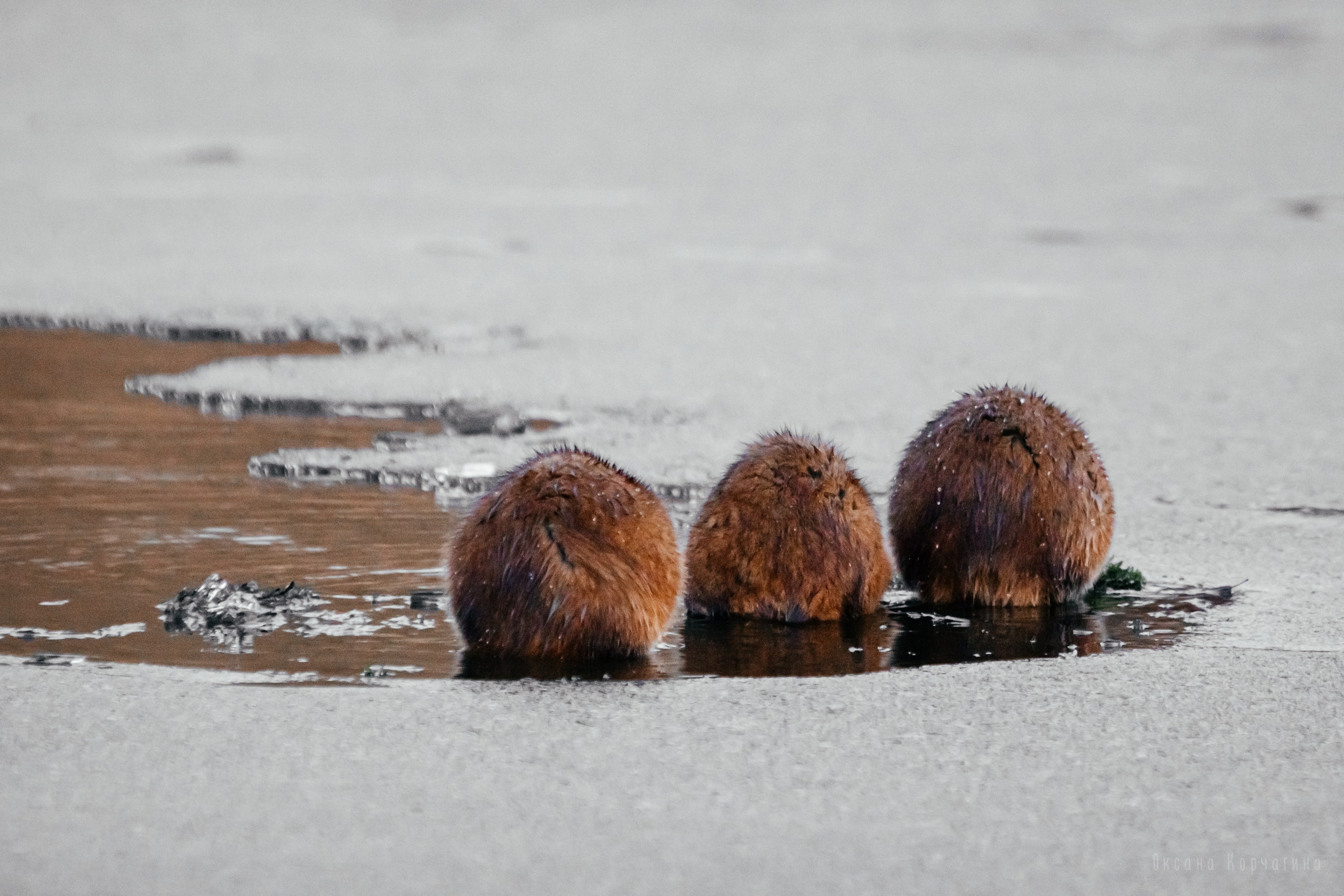 Ондатры. Фотограф в Красноярске Оксана Корчагина