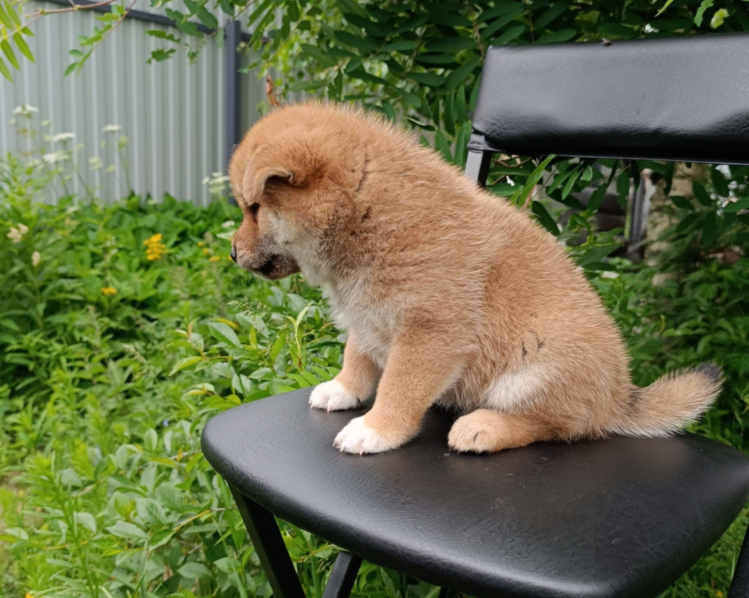 сиба питомник Рубилайт щенки на продажу rubylight  сиба щенки купить СПб Санкт-Петербург