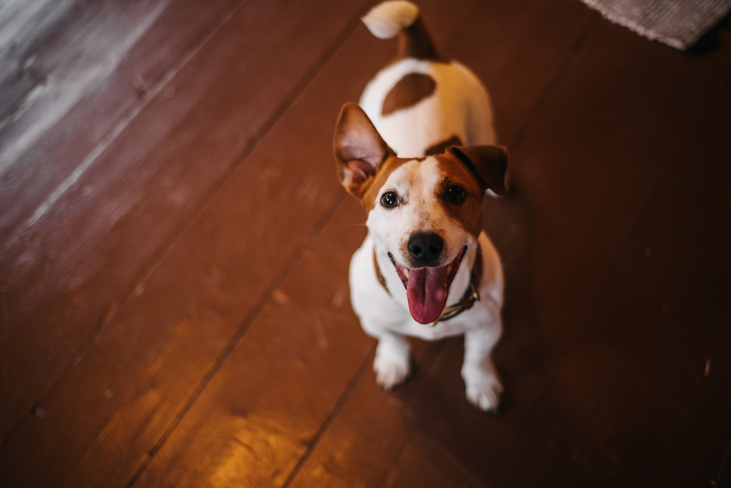 Маша и Кэш. Фотограф Светлана Киселева