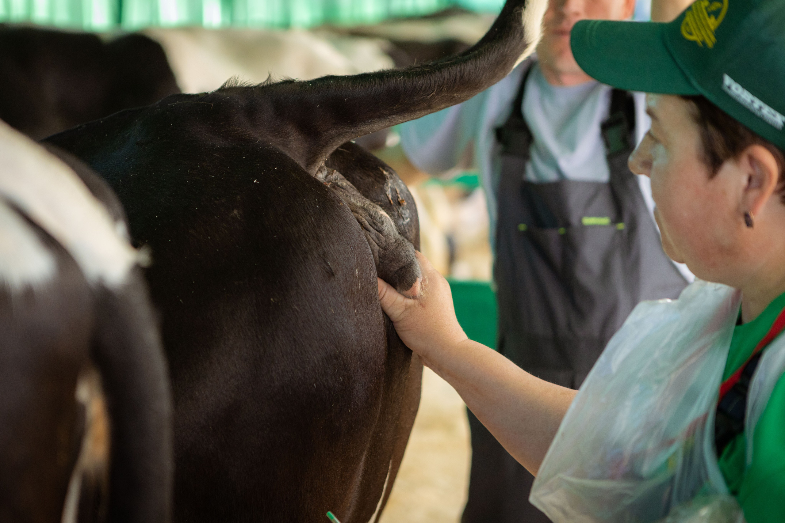 Конкурс операторов осеменения коров [17-18 августа 2022 г.]. Фотограф Виноградов Константин