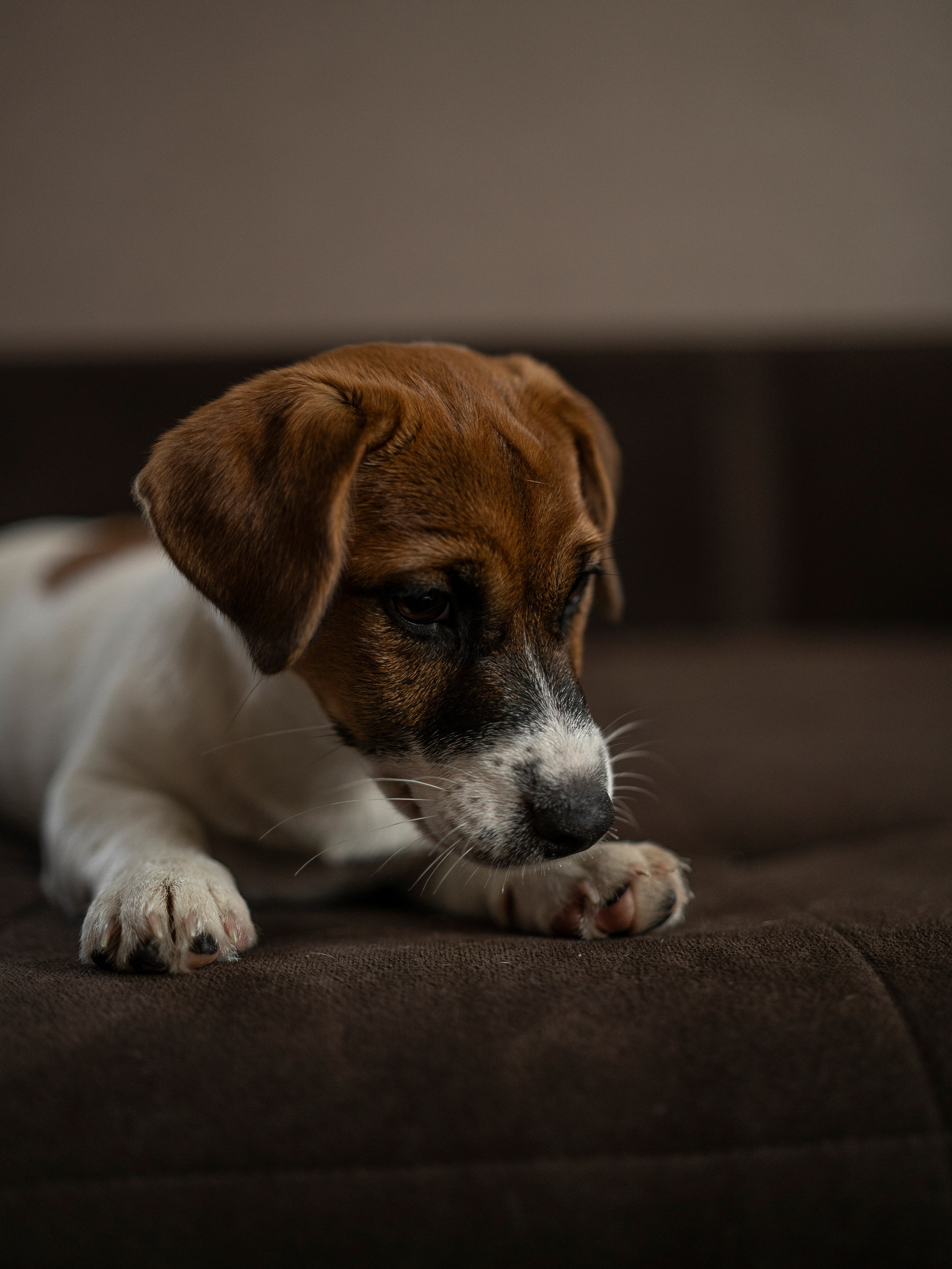 Ляля и Бандит Питомцы. Свадебный и Женский фотограф в г. Кемерово