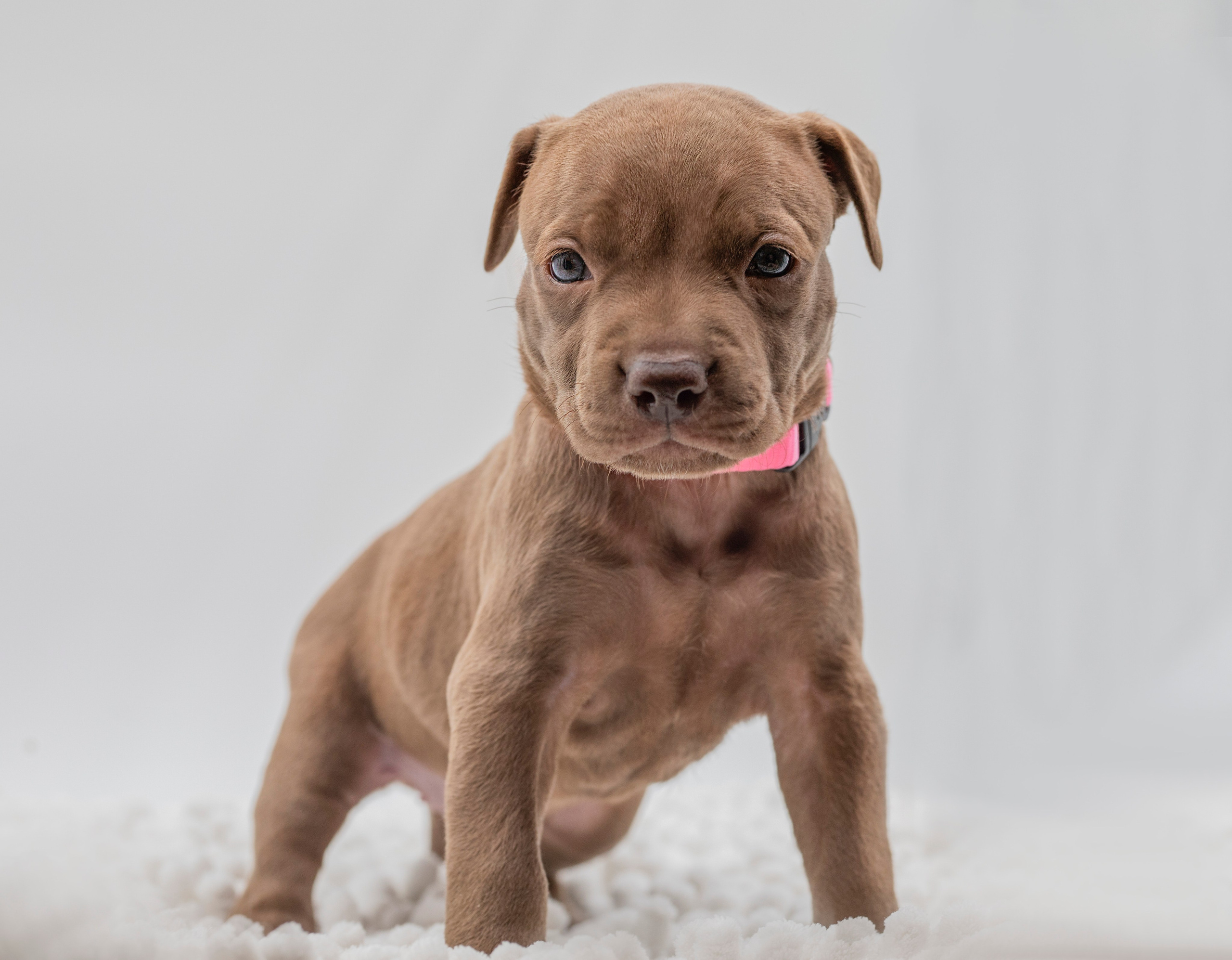 Фотосъёмки щенков. Фотограф-анималист Павлова Любовь