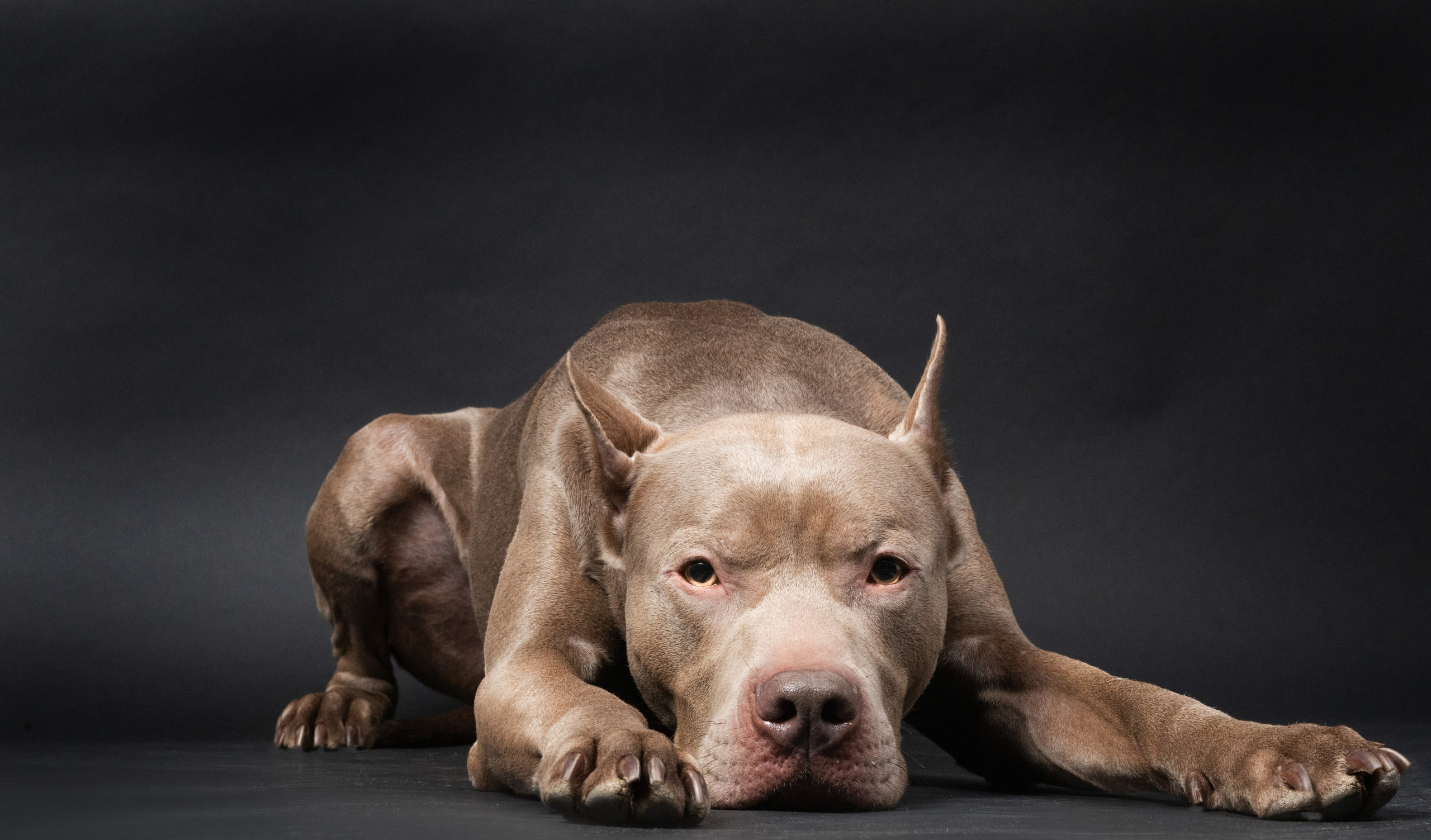 Студийные фотосъёмки. Фотограф-анималист Павлова Любовь