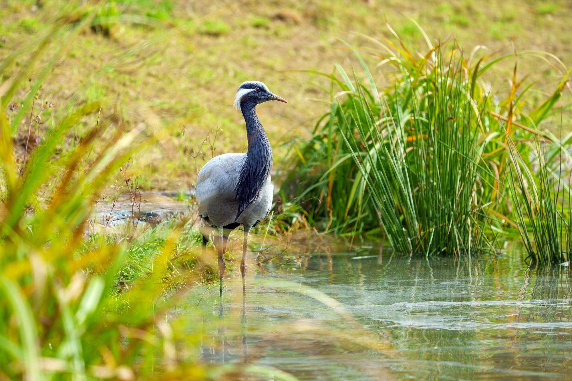 Удивительные мир птиц. Вокруг нас столько прекрасного — присмотритесь!. Ваш личный фотограф Марина Волкова