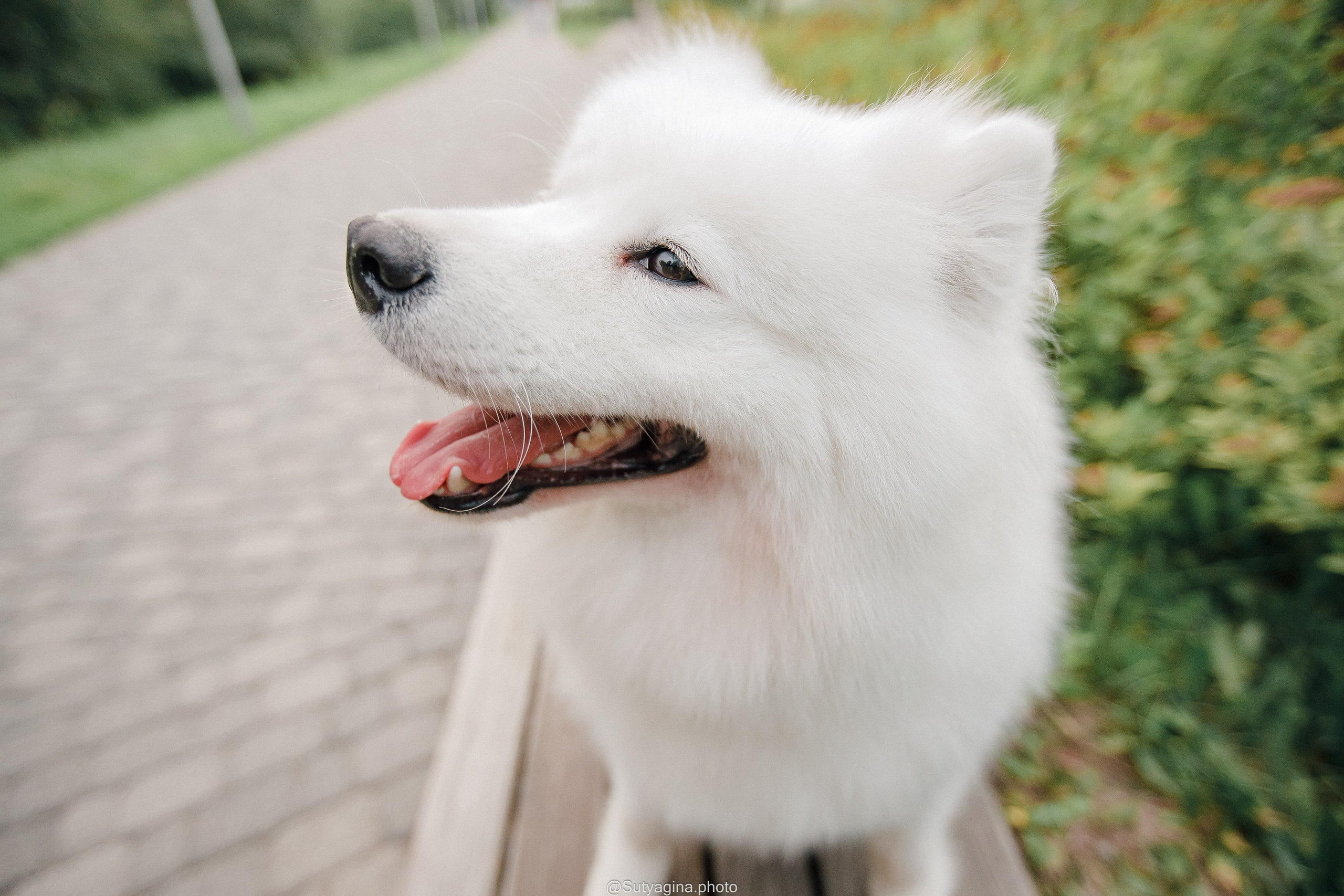 Самоед Рея. Свадебный и женский фотограф