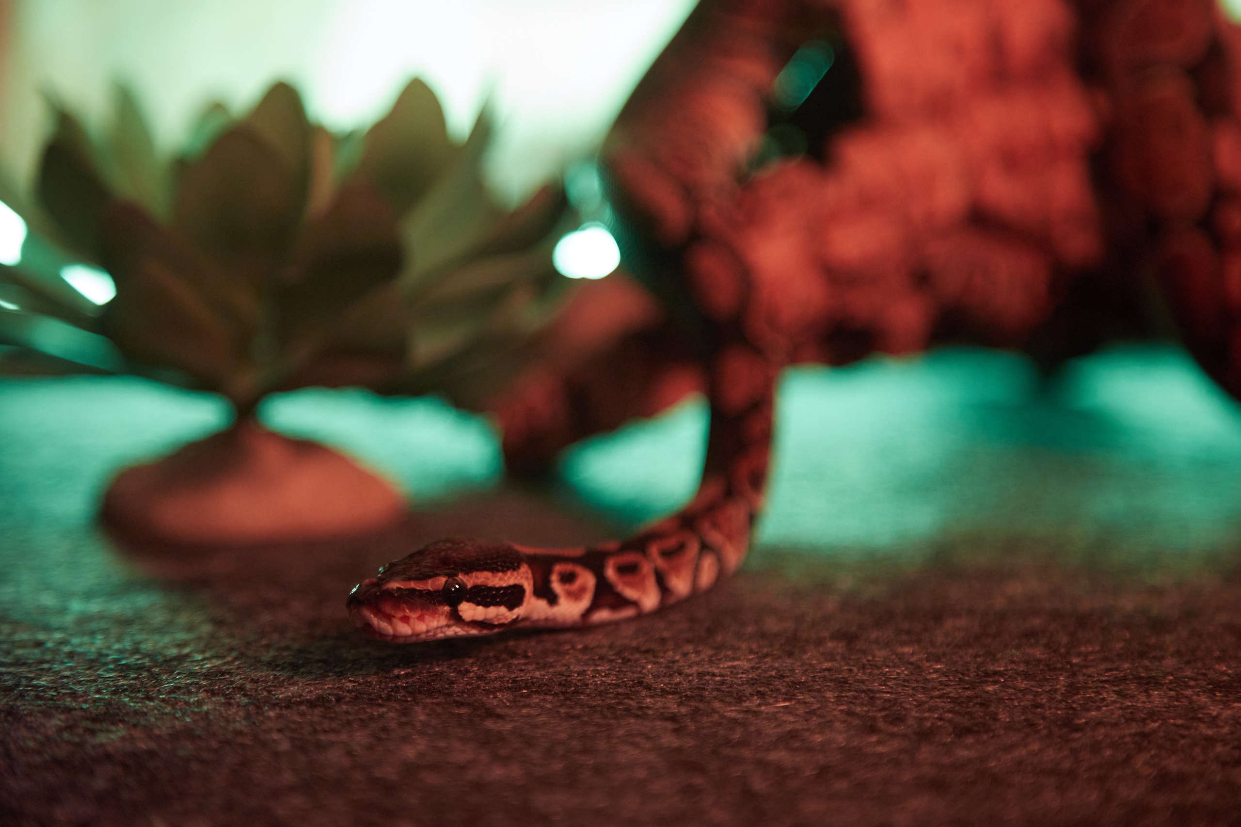 Фотосъёмка змеи на коряге крупным планом.