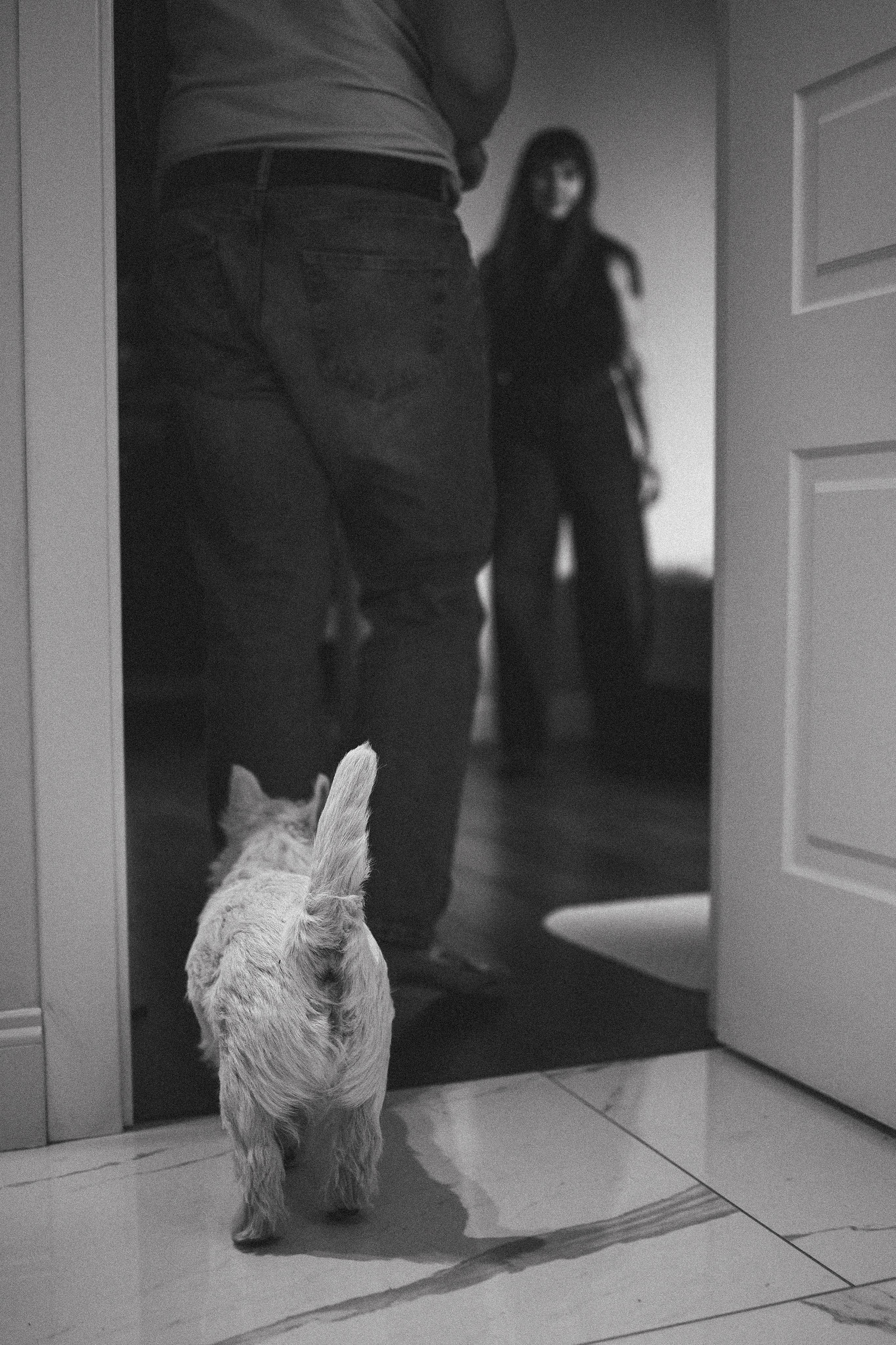 Снежуля, Мари и Саша. Фотограф анималист Анастасия Пикей