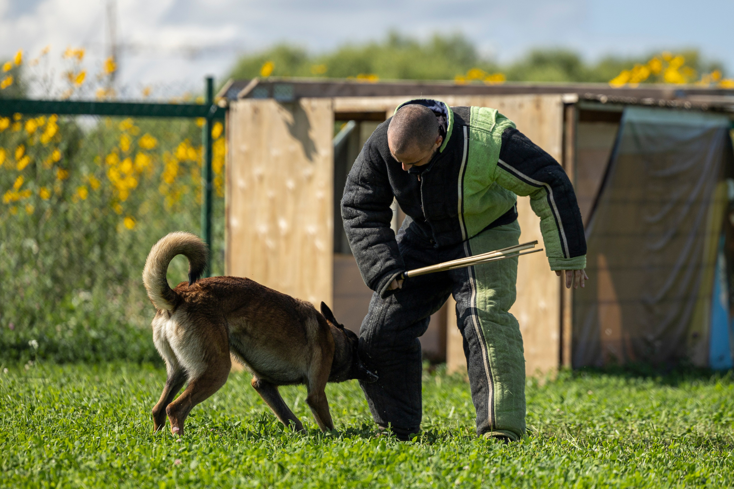 Соревнования по Мондьорингу г. Вологда 10-11.08.2024. Фотограф-анималист Анна Маринич