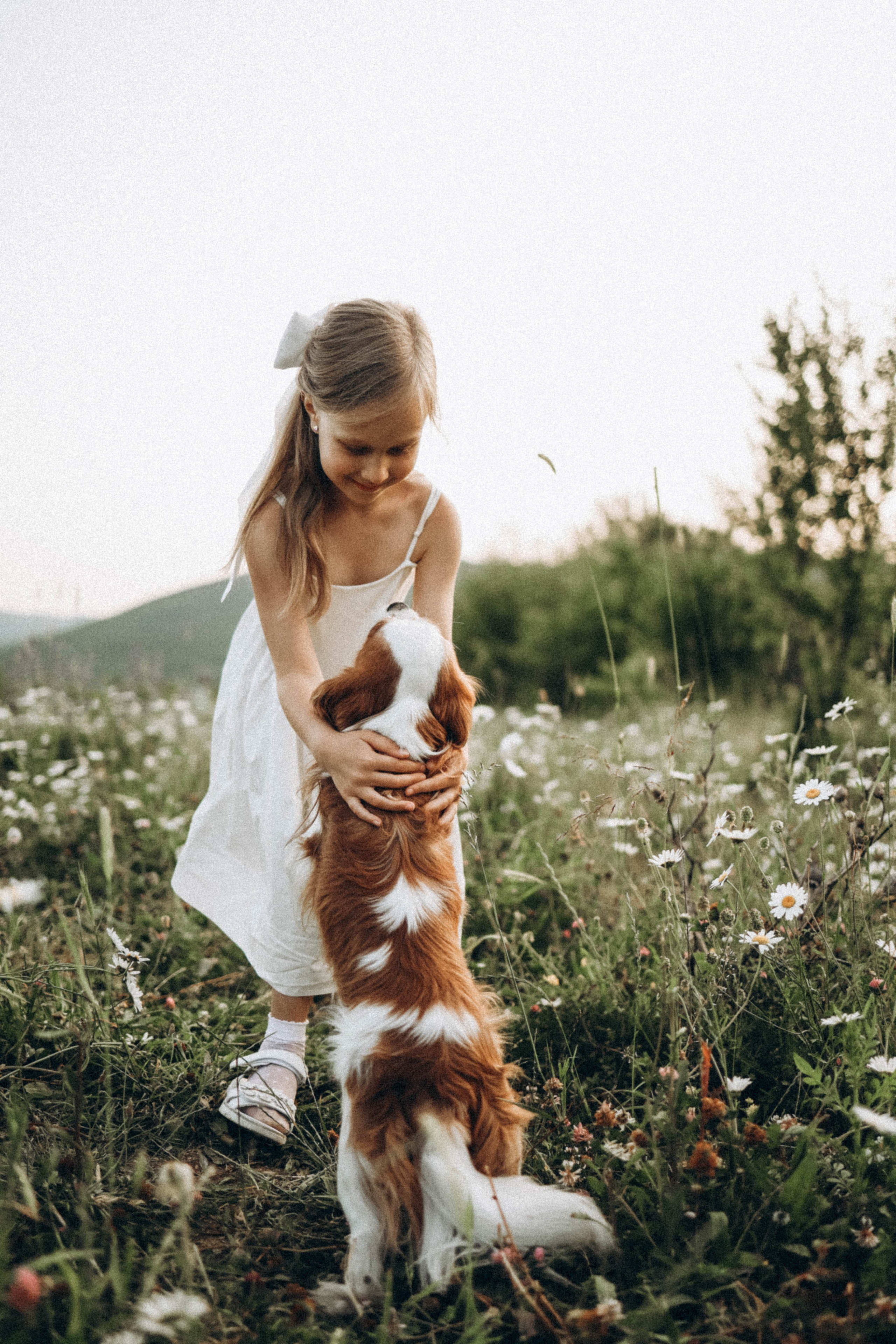 Ромашки. Фотограф Немазенко Ольга