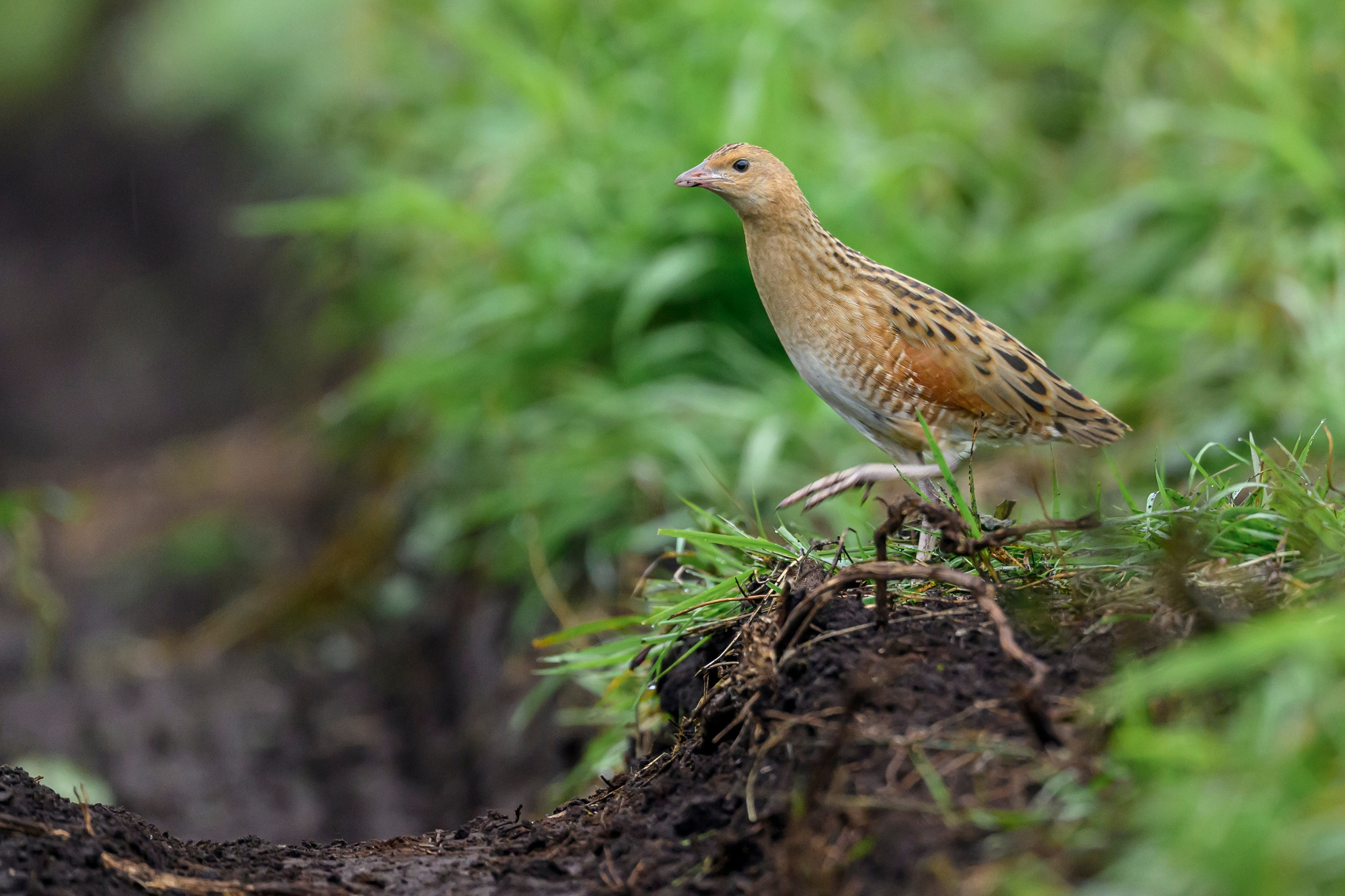 Коростель, кукушка, каменка. Wildlife photography by Sergey Puponin