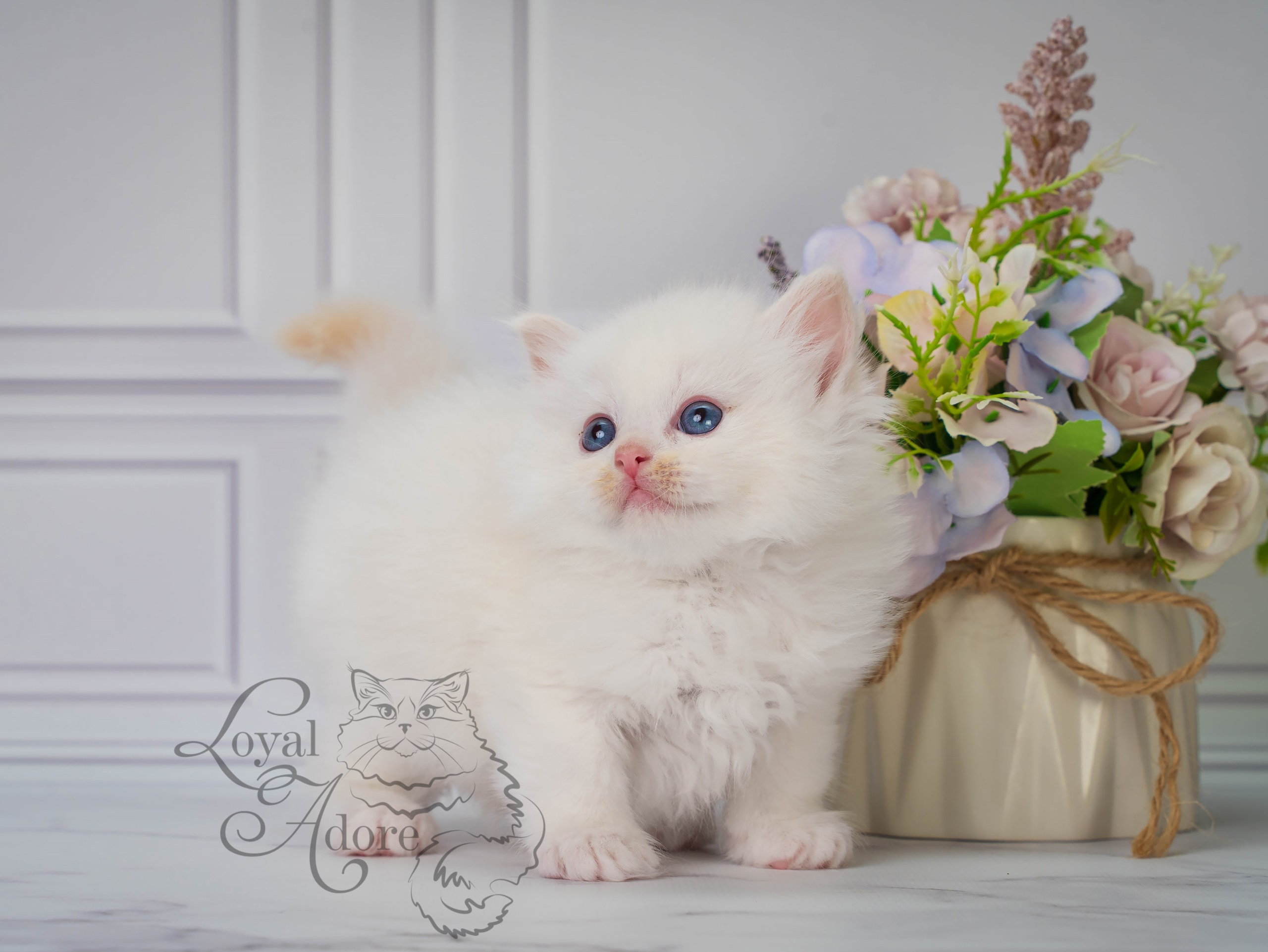 Все свободные котята. Питомник рэгдолл Loyal Adore