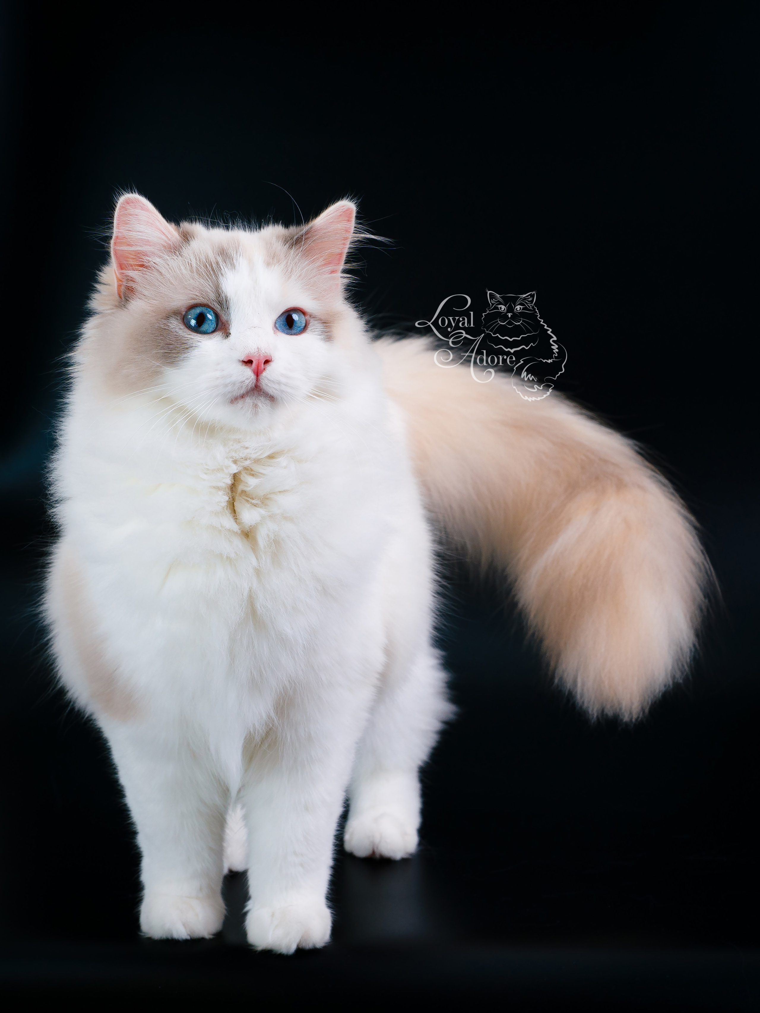 Кошки производители Loyal Adore. Питомник рэгдолл Loyal Adore