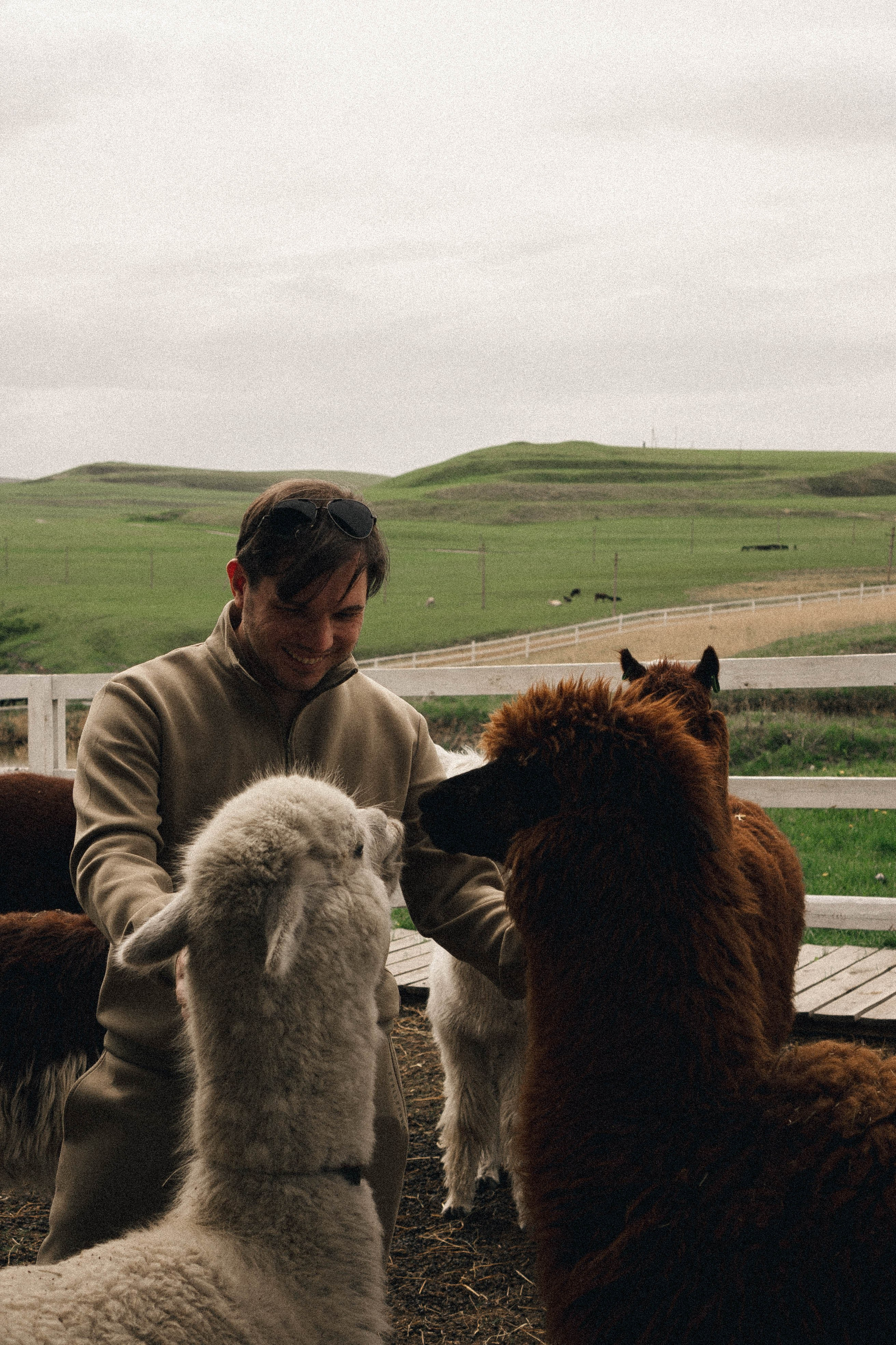 Ферма Альпак. Профессиональный фотограф, Санкт-Петербург — Виктория Богомолова