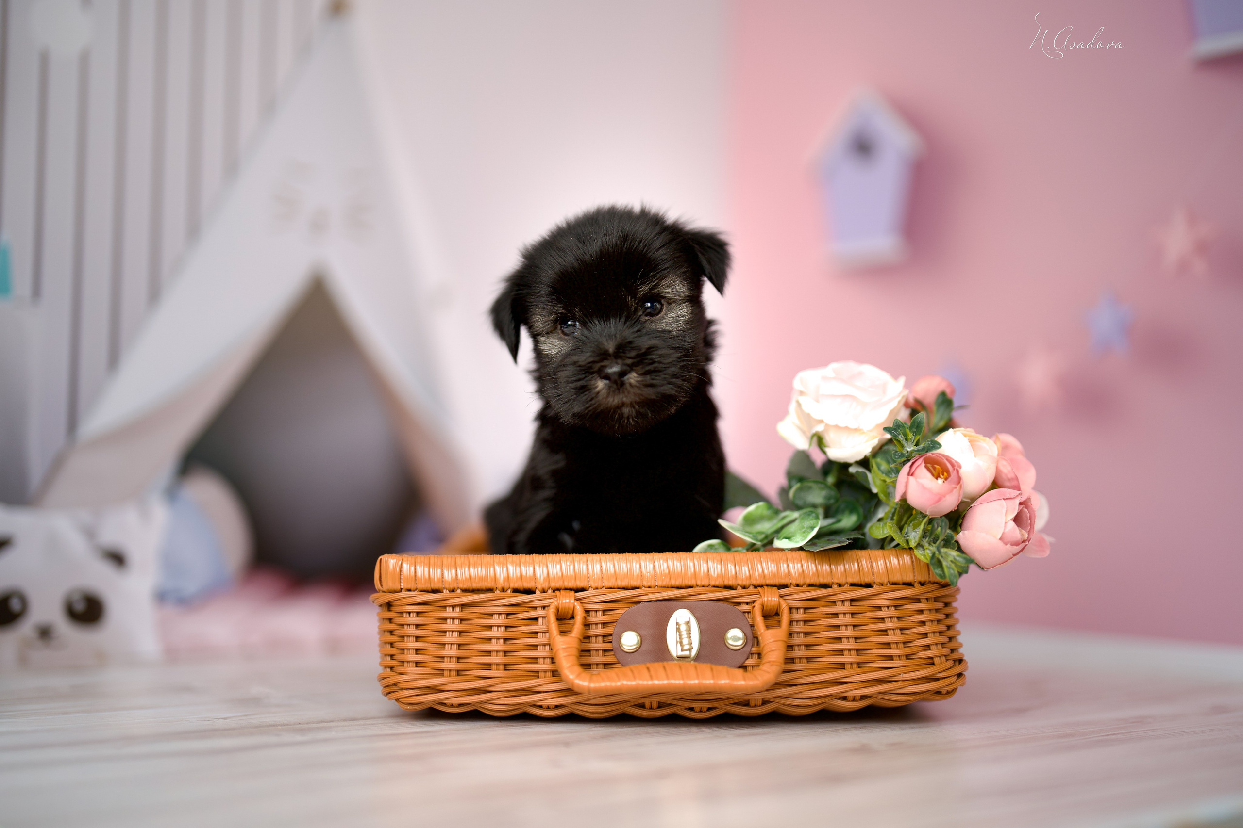 Тибетские терьеры 1мес. Фотограф-анималист Асадова