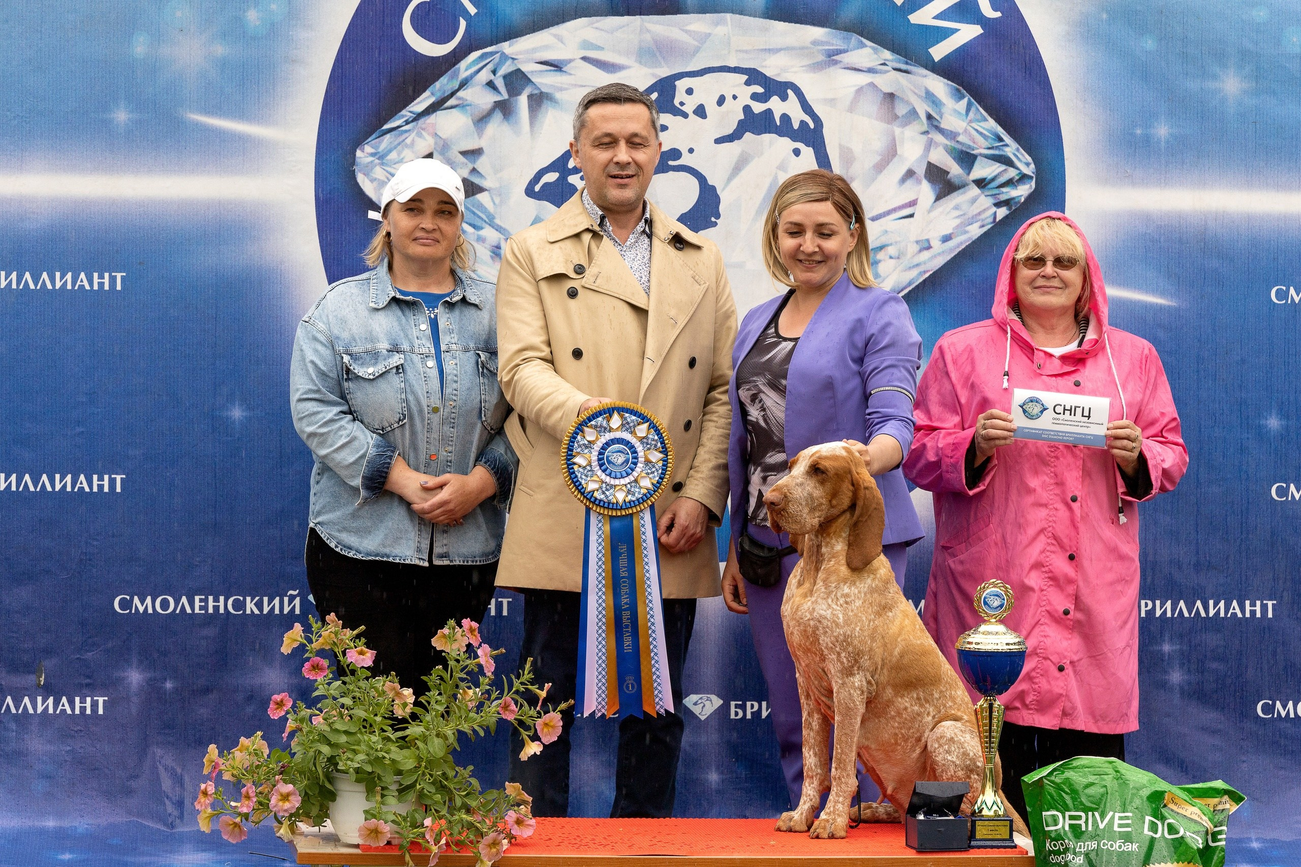 Выставки. Купить щенка Вельш-корги-кардиган в семейном питомнике — Ice Fantasy