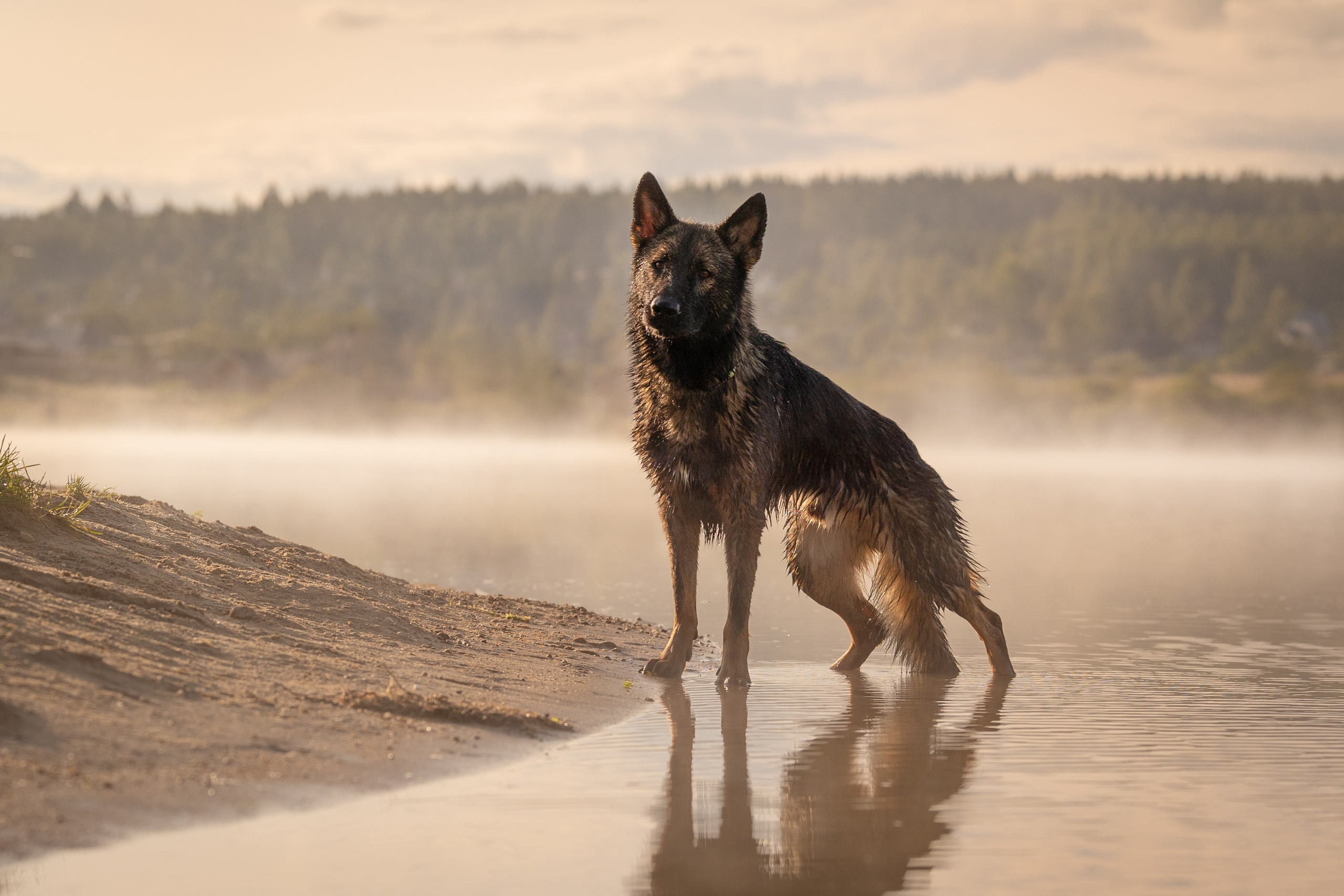 Немецкие овчарки Кетчер и Роскошь. Фотограф-анималист Natalia Deingel | Фотосъемка собак в Москве